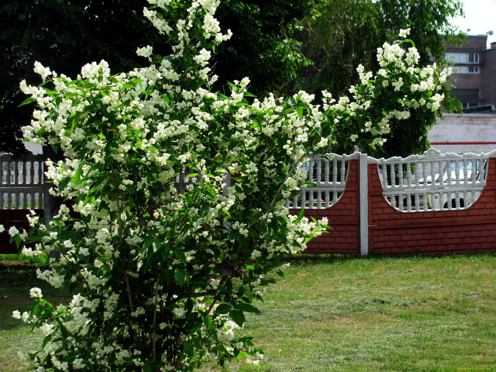 цветы, жасмин, куст