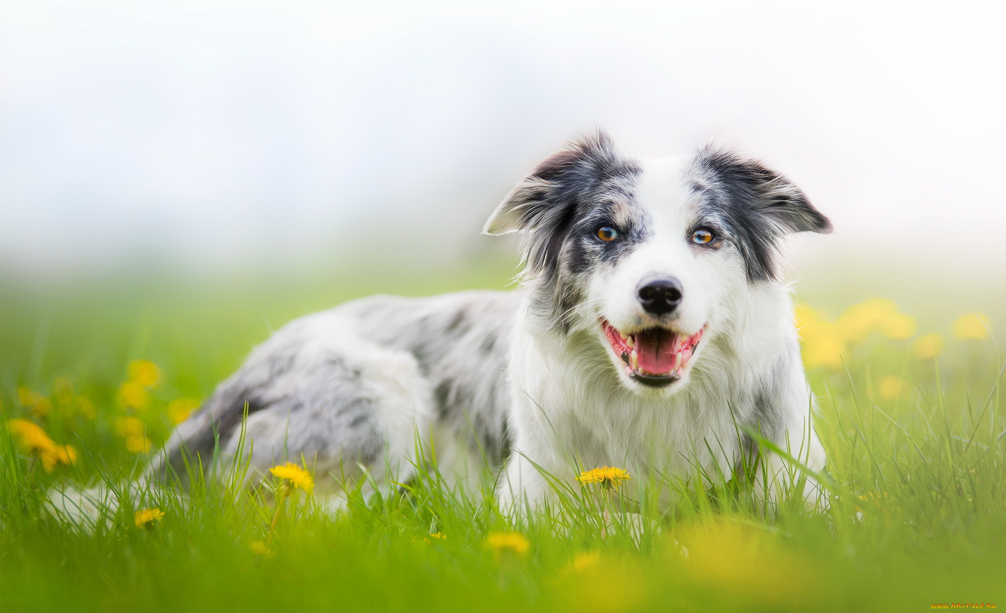 животные, собаки, взгляд, собака