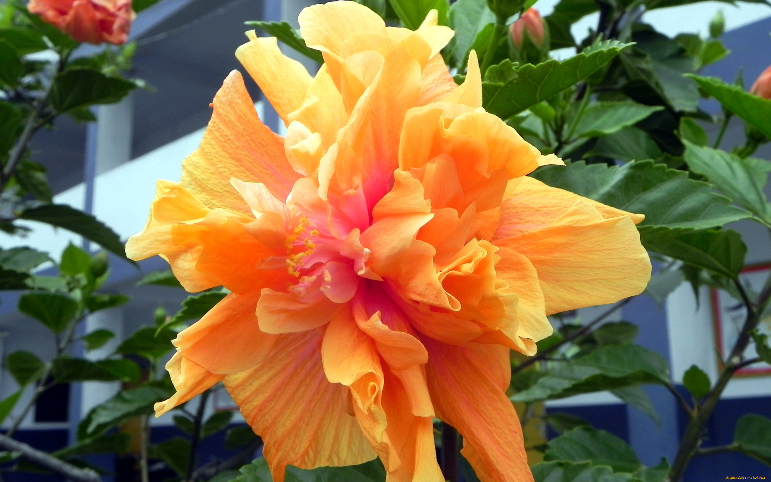 цветы, гибискусы, макро