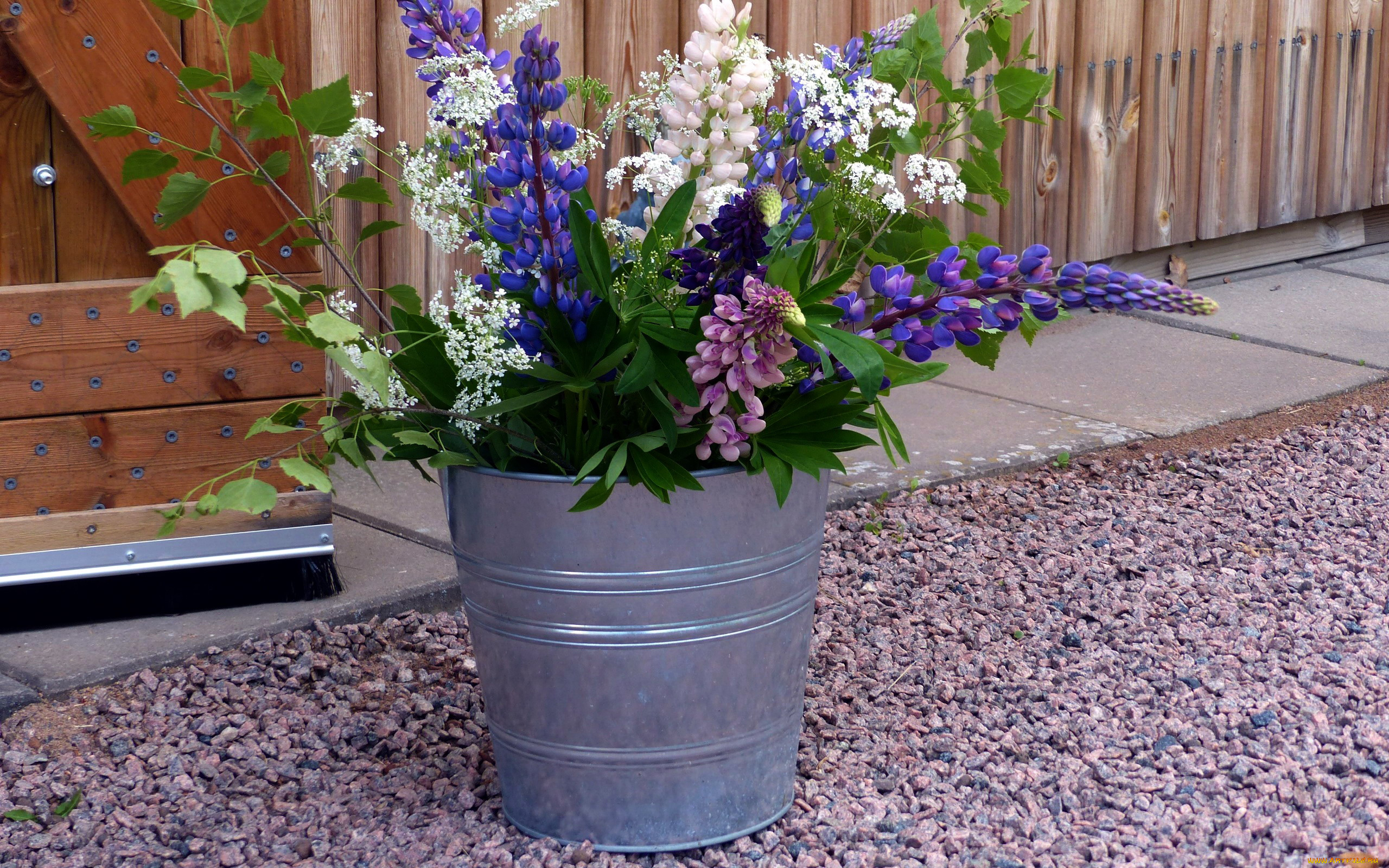 цветы, разные, вместе, ведро, люпин