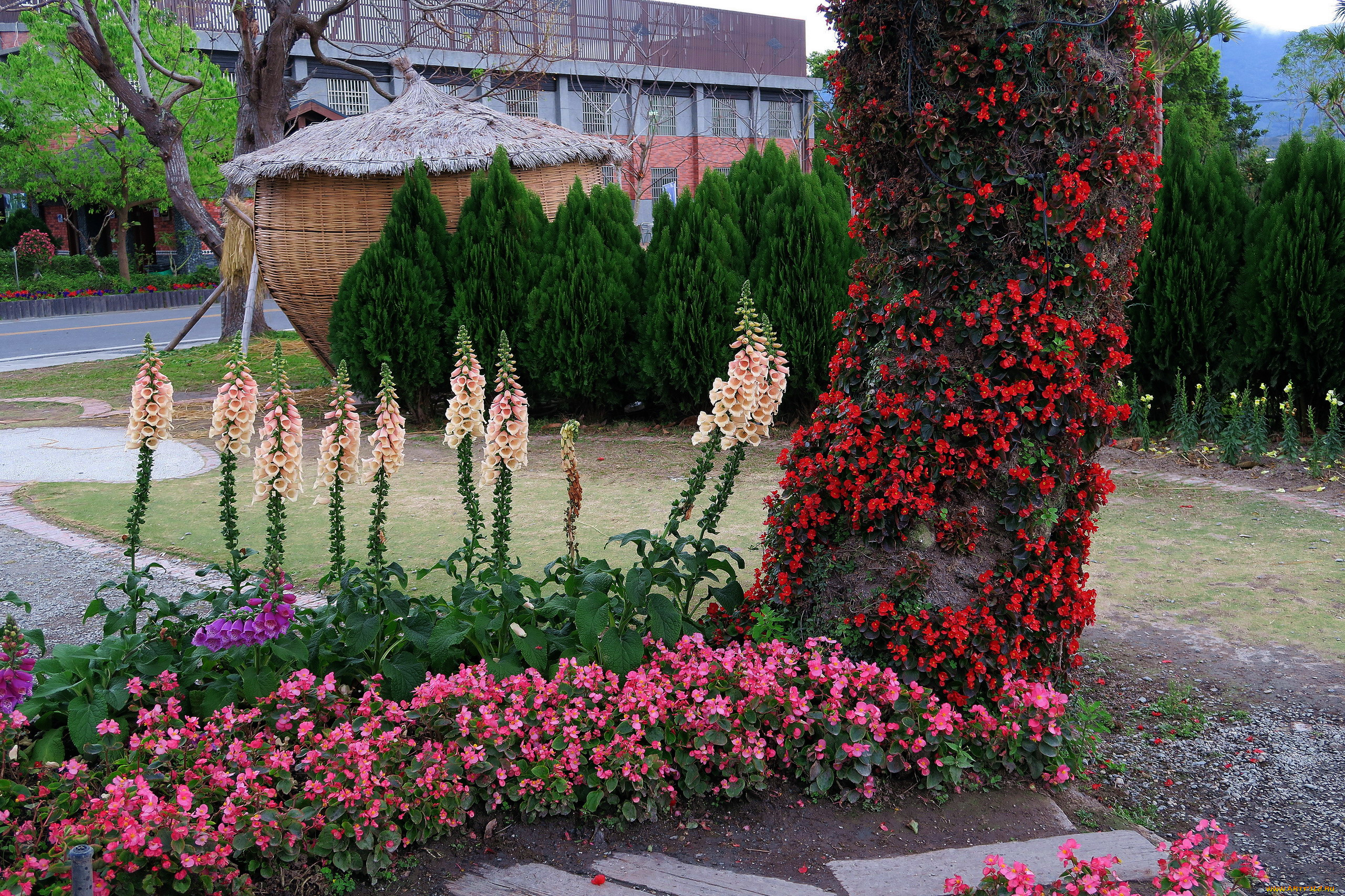 цветы, разные, вместе, бегония, дигиталис