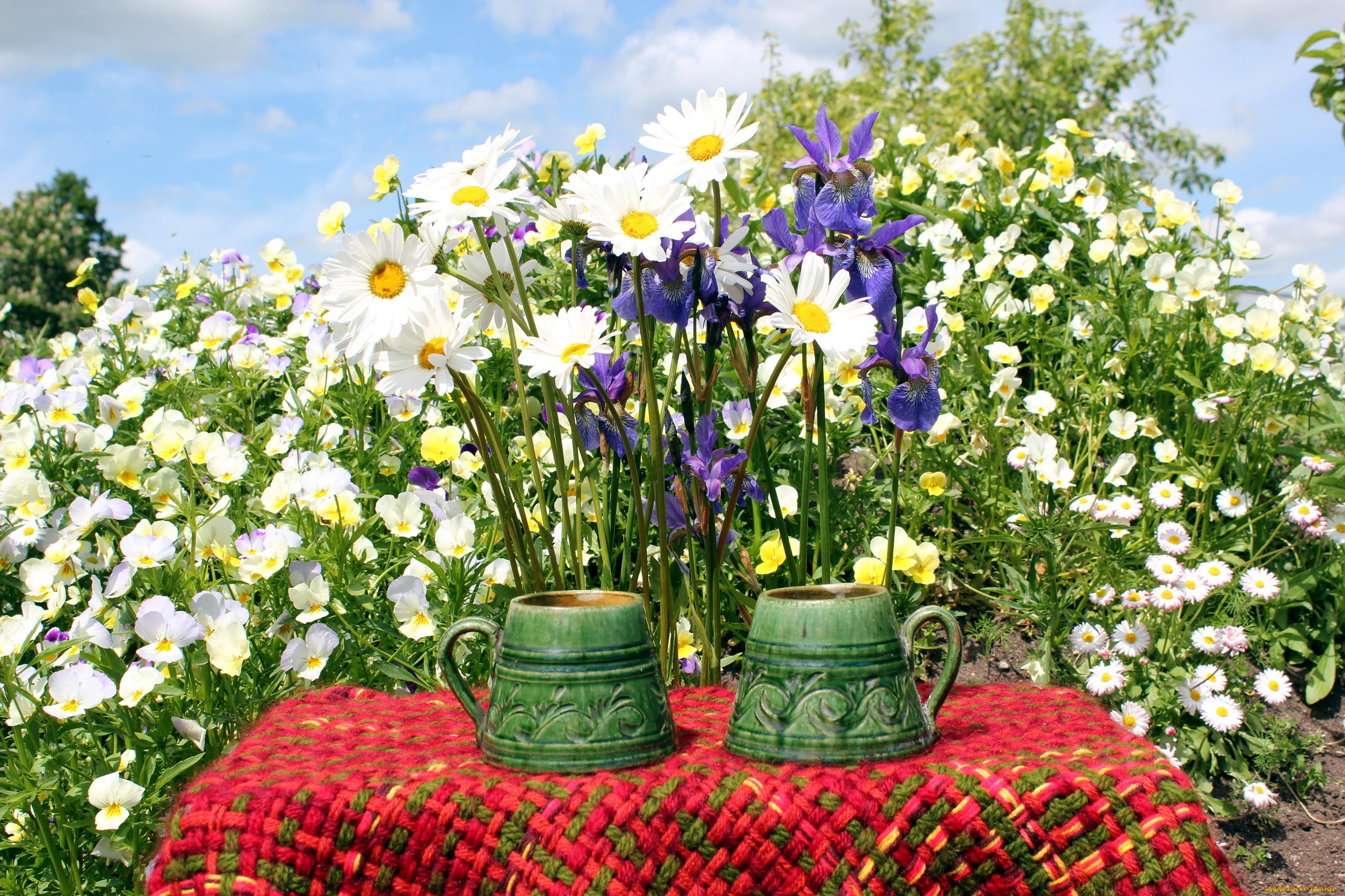 цветы, разные, вместе, маргаритки, ромашки, анютины, глазки, ирисы