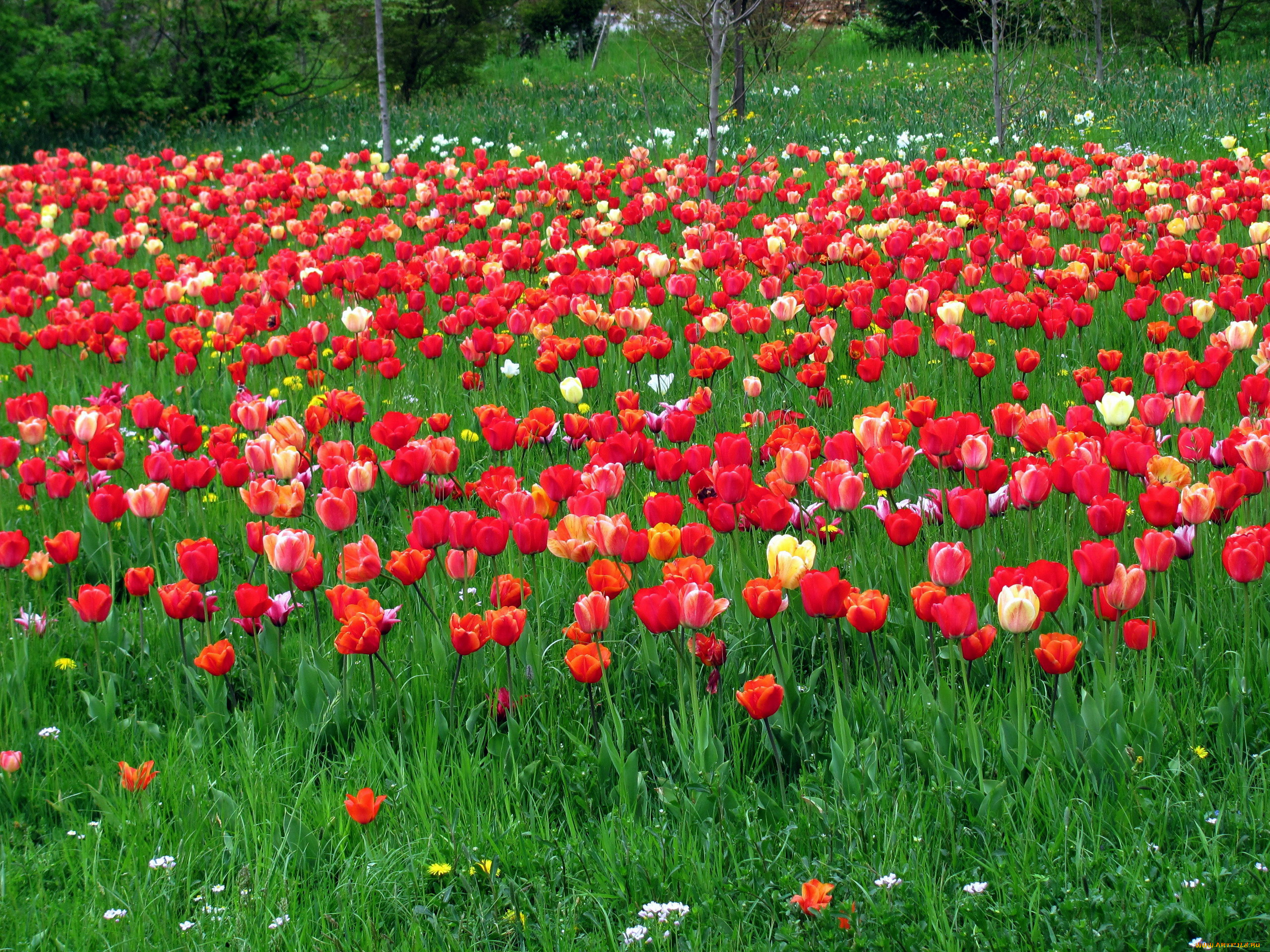 цветы, тюльпаны, много