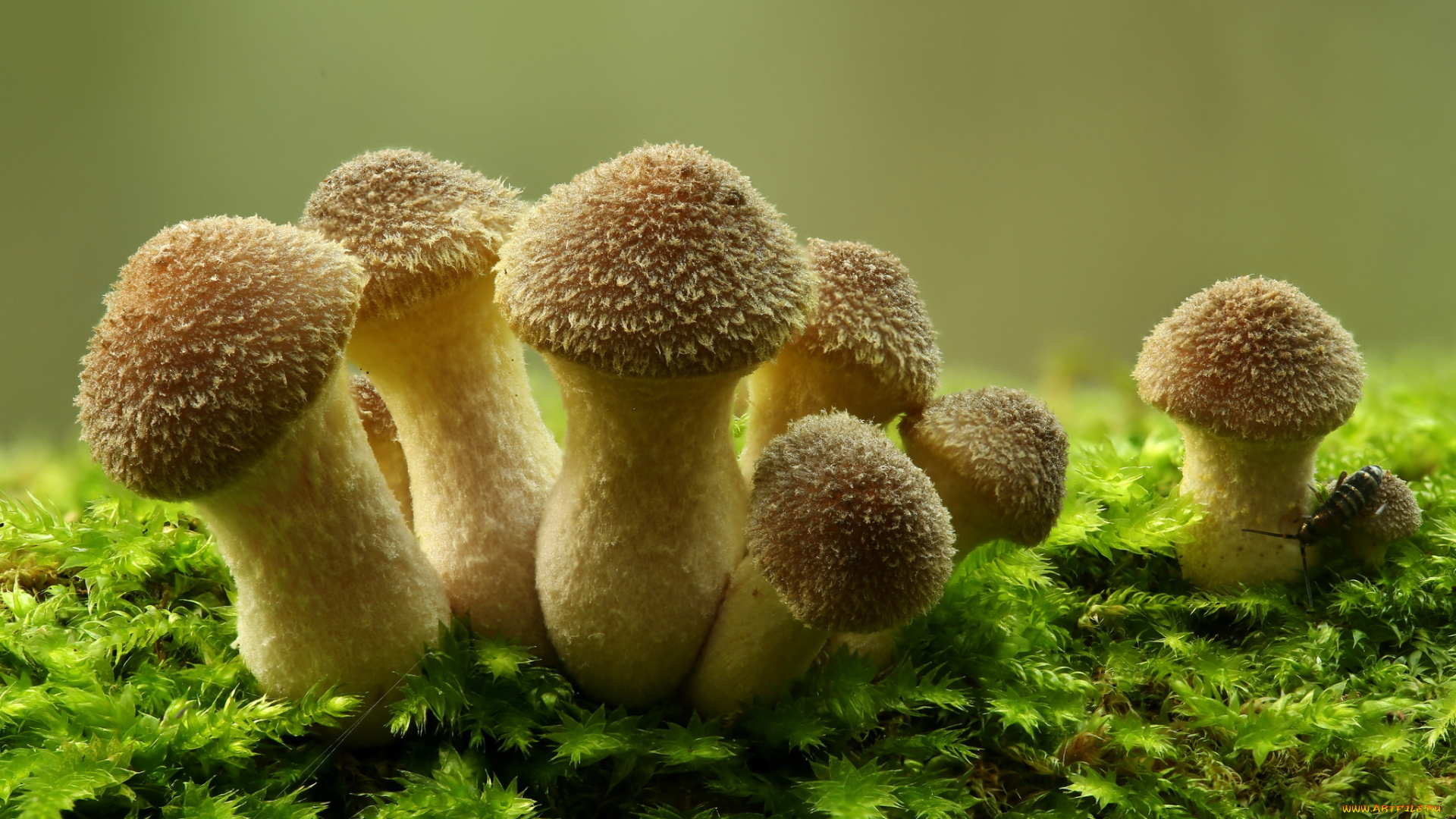 природа, грибы, опята