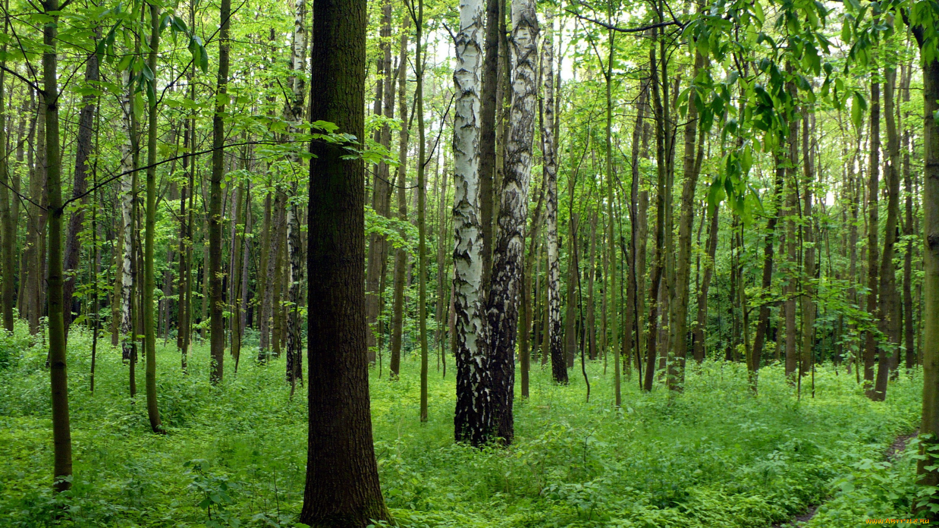 природа, лес, березки