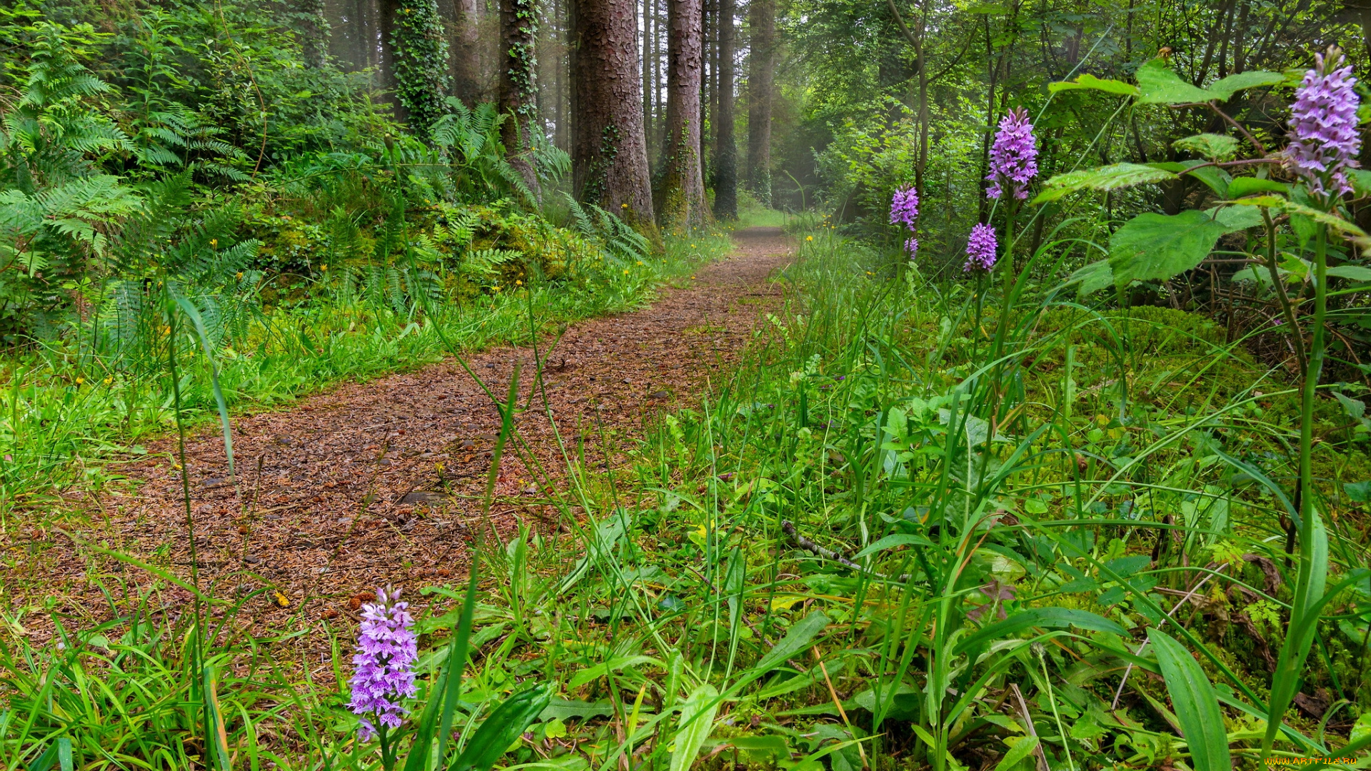 природа, лес, тропа