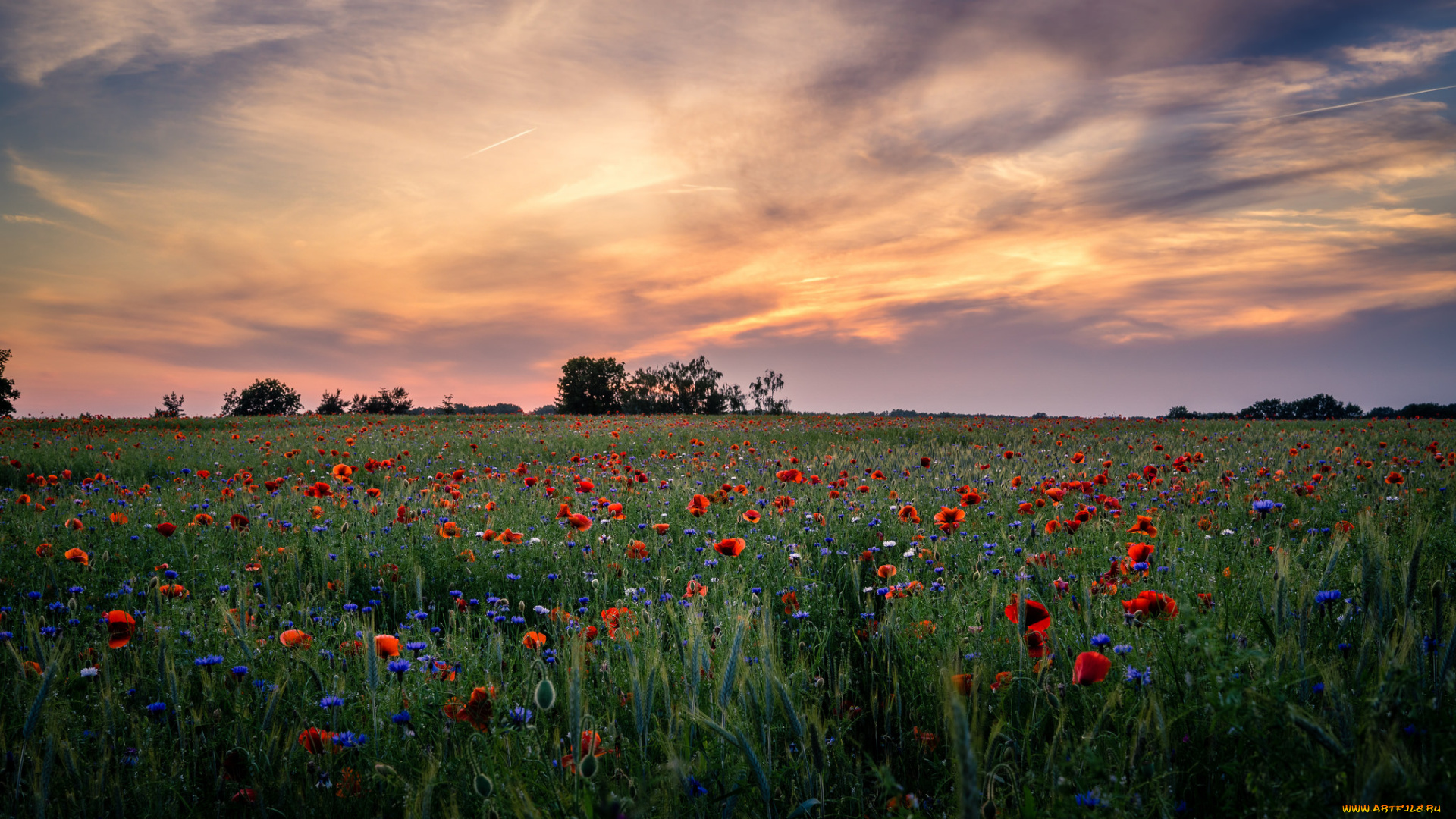 природа, поля, простор