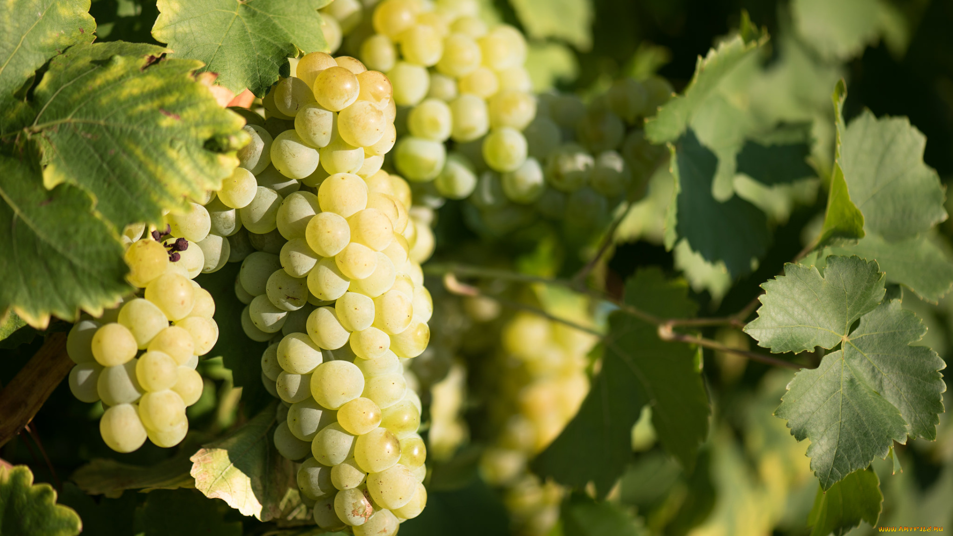 природа, Ягоды, , виноград, лоза