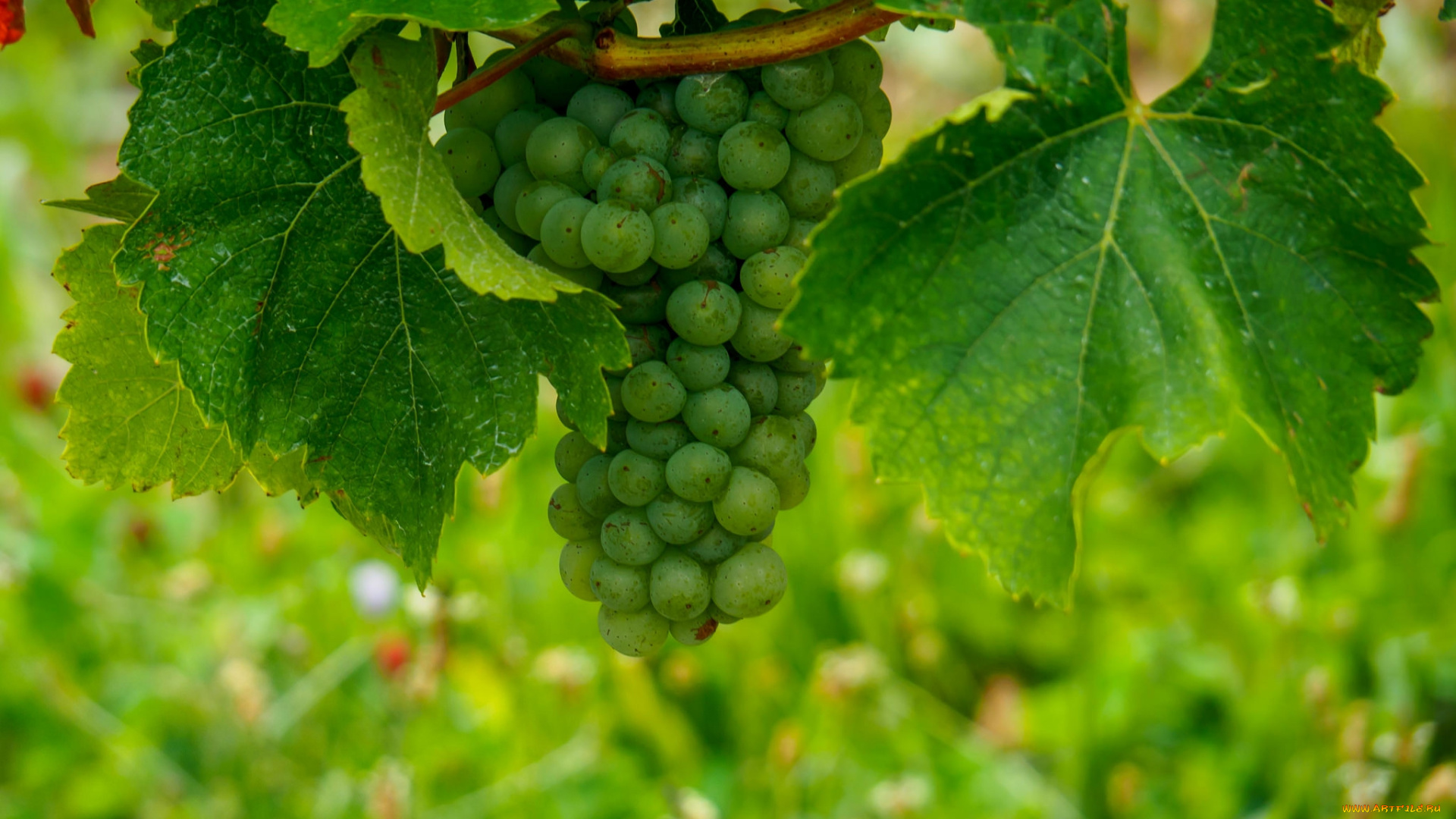 природа, Ягоды, , виноград, лоза