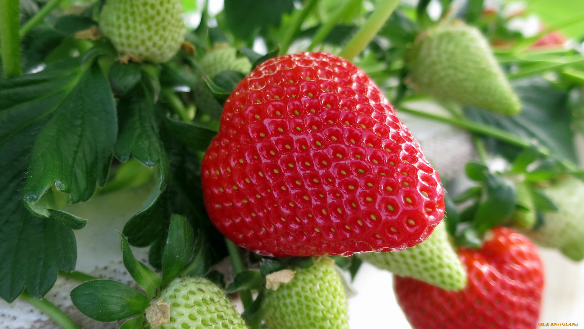 природа, Ягоды, ягодка