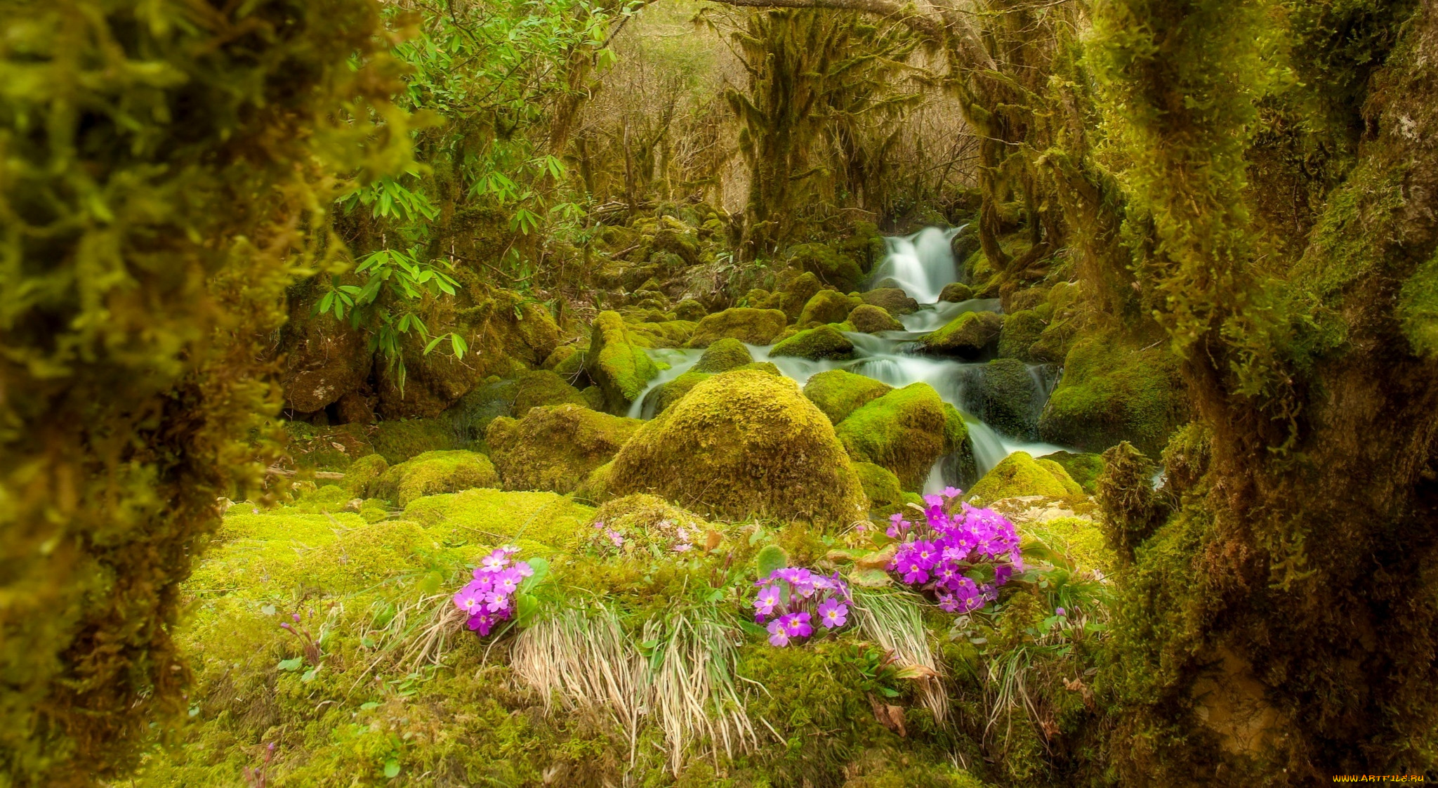 природа, реки, озера, мох, камни, лес, поток