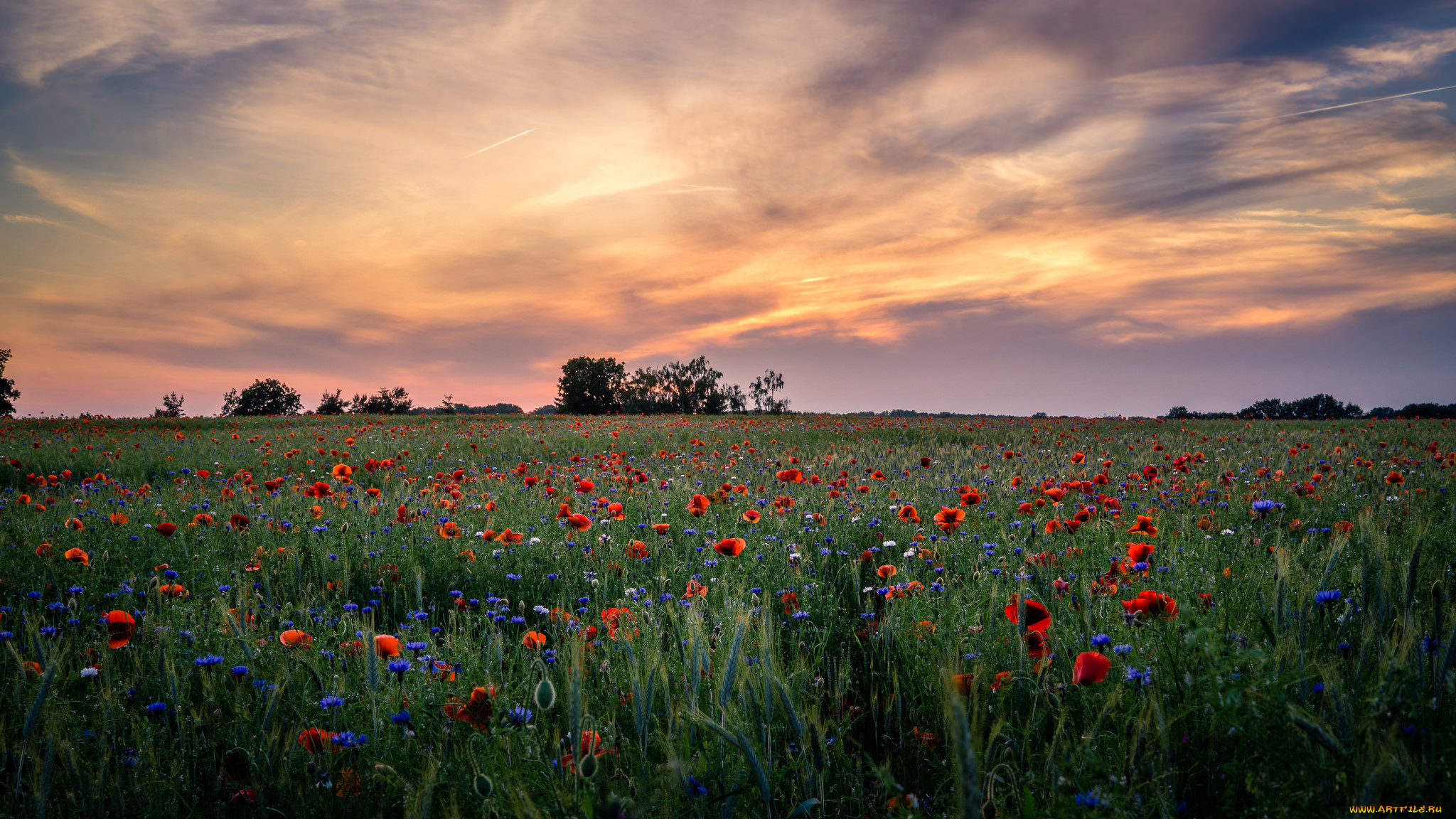 природа, поля, простор