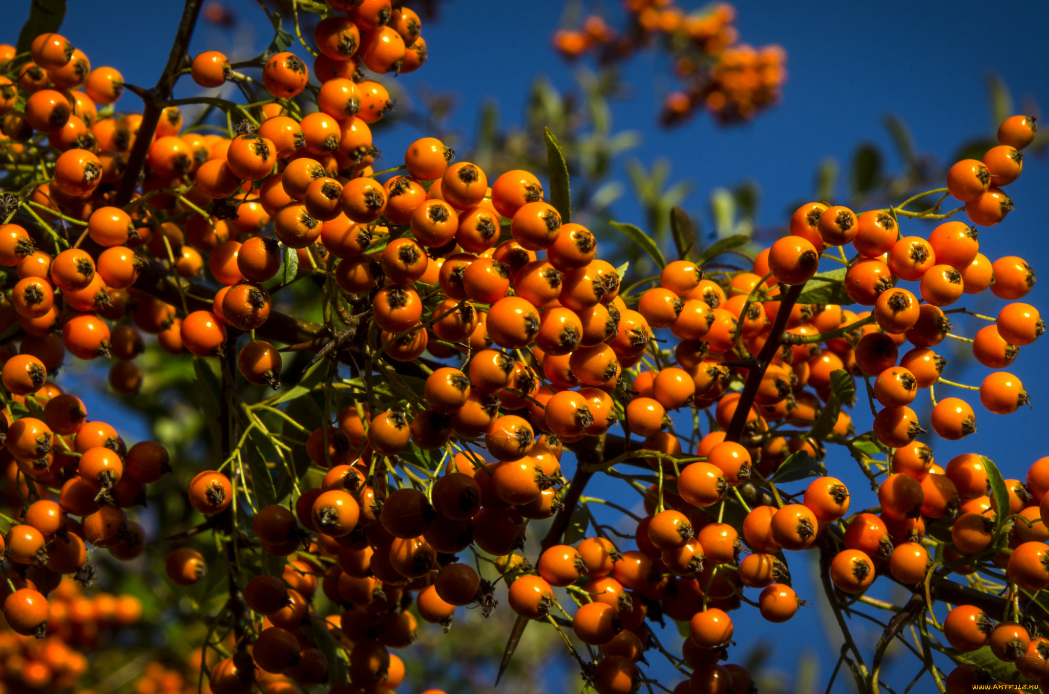 природа, Ягоды, , рябина, ягоды