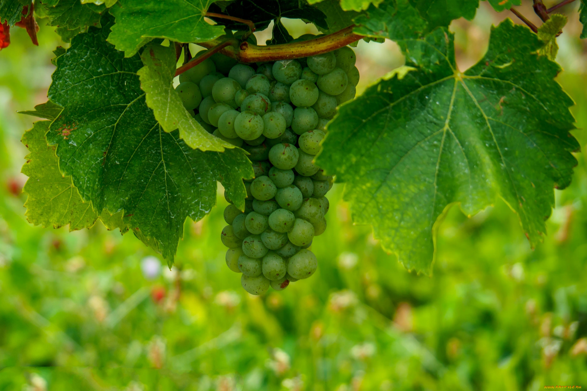 природа, Ягоды, , виноград, лоза
