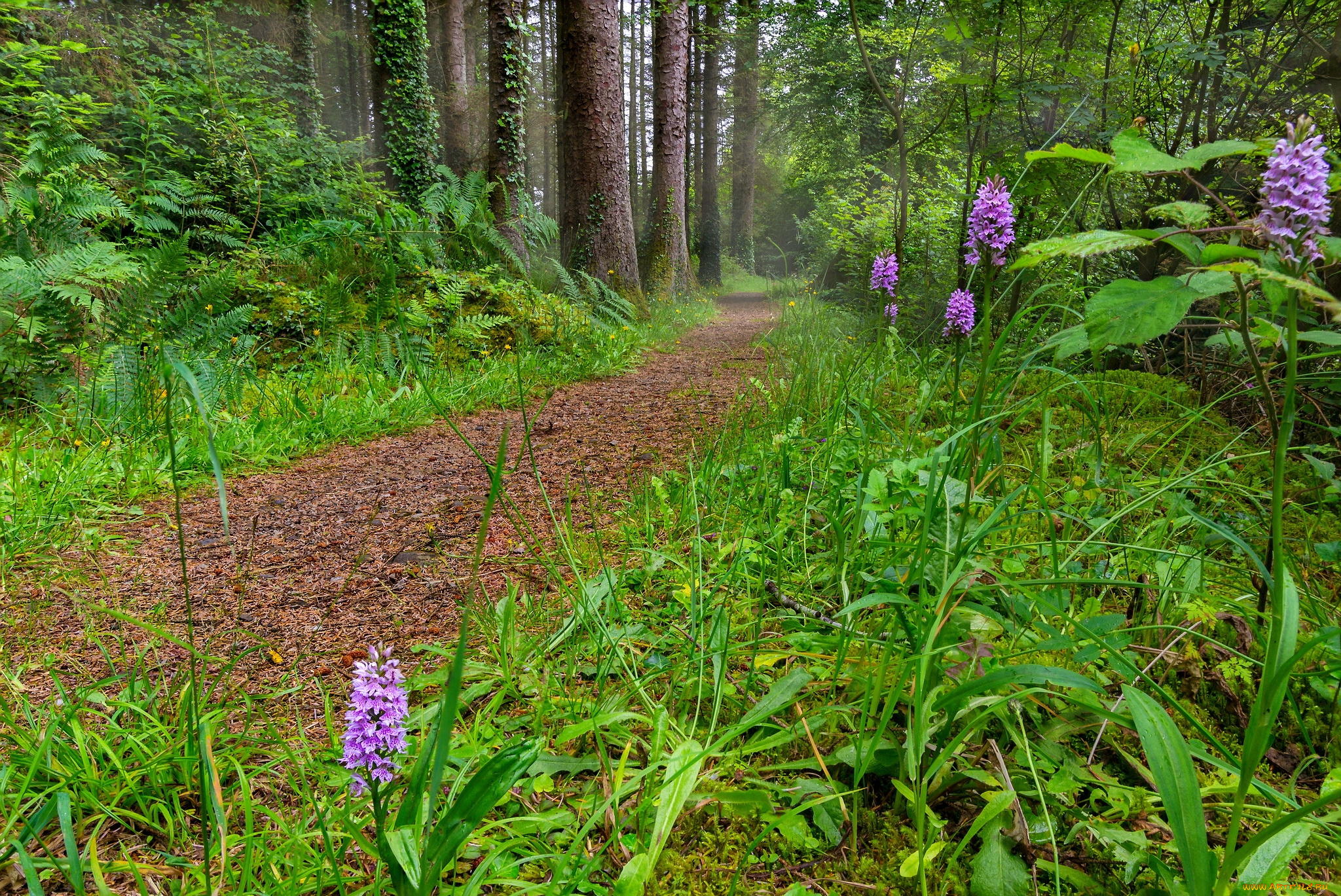 природа, лес, тропа