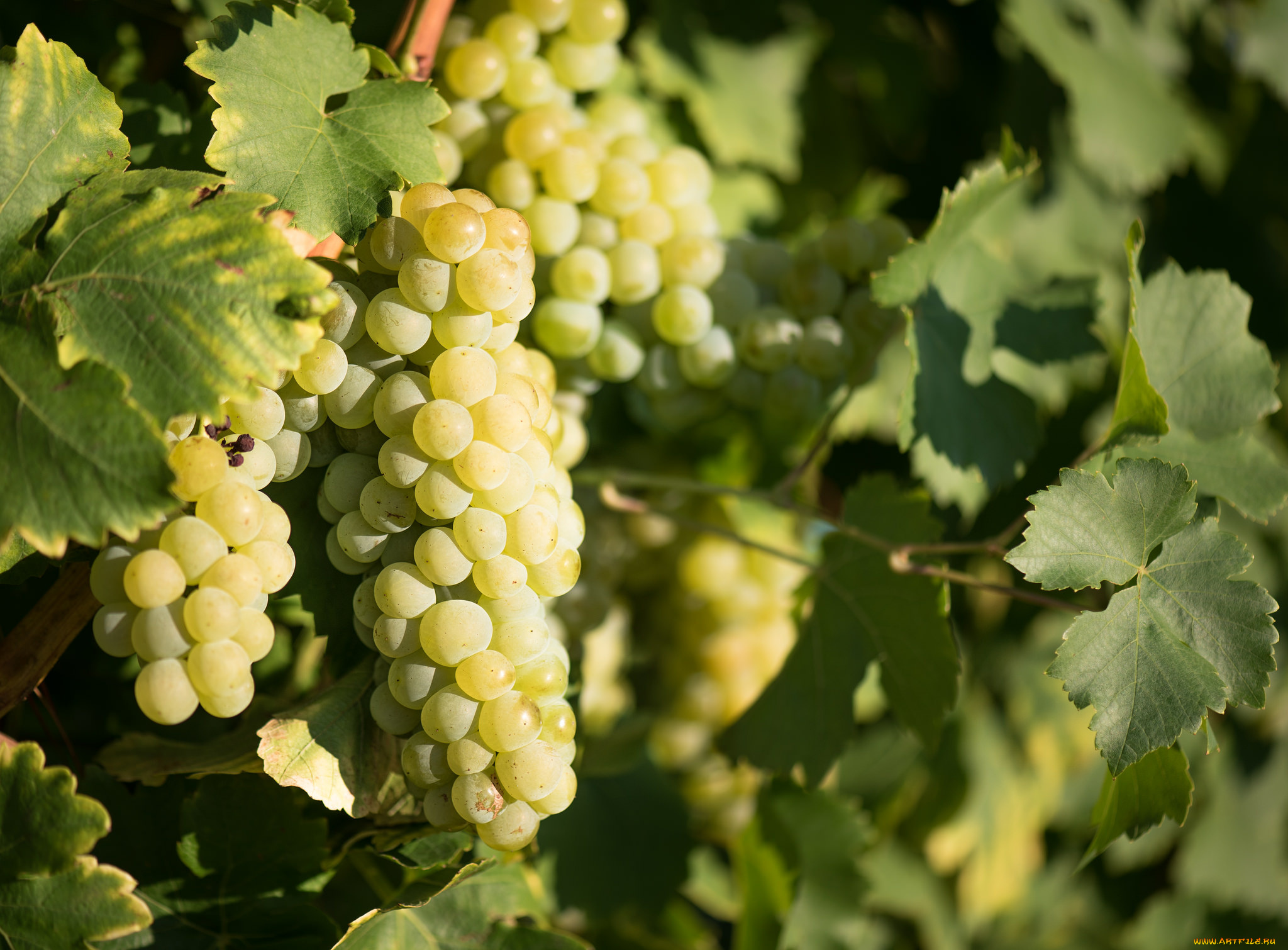 природа, Ягоды, , виноград, лоза