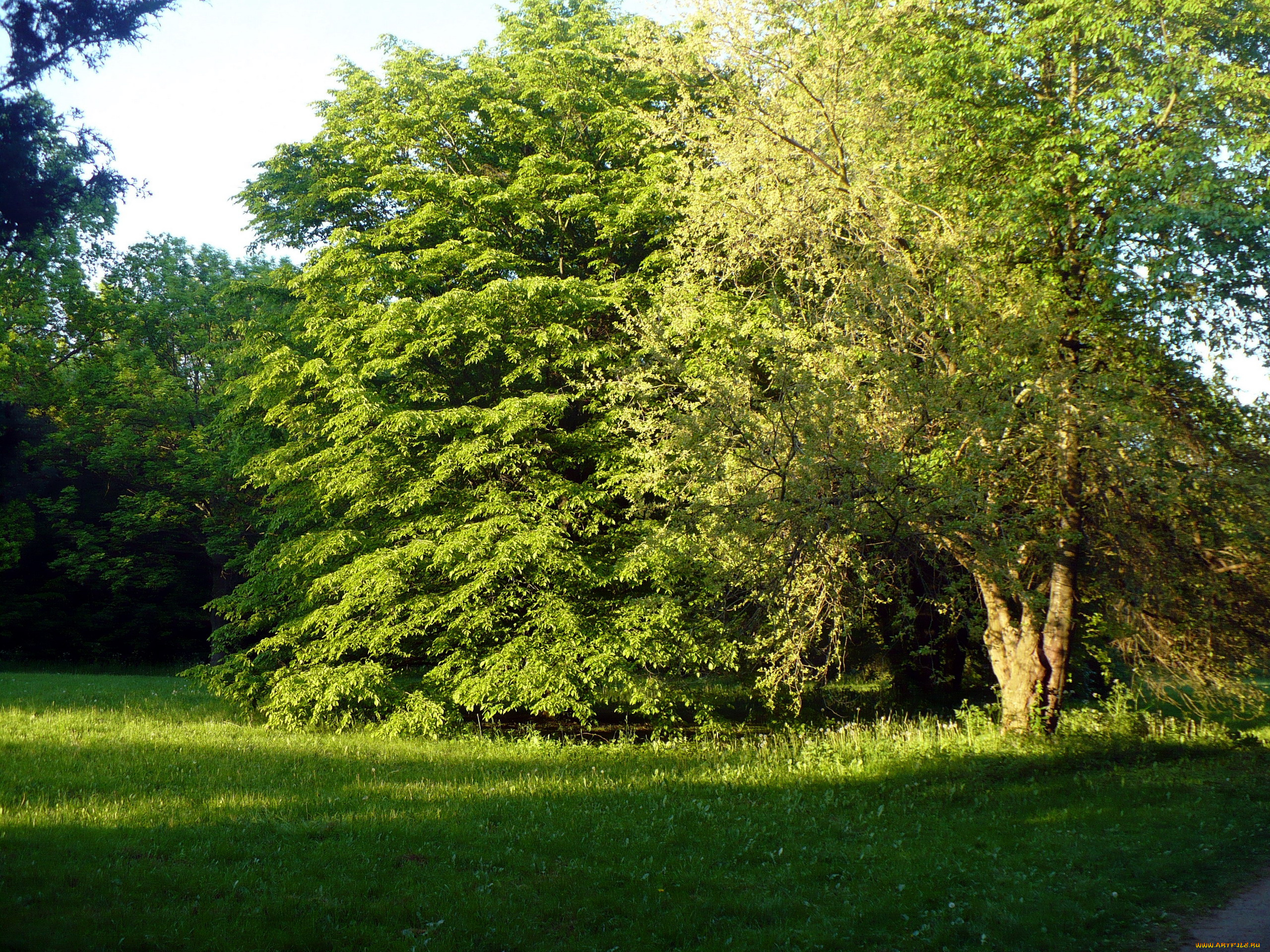 природа, парк, лето