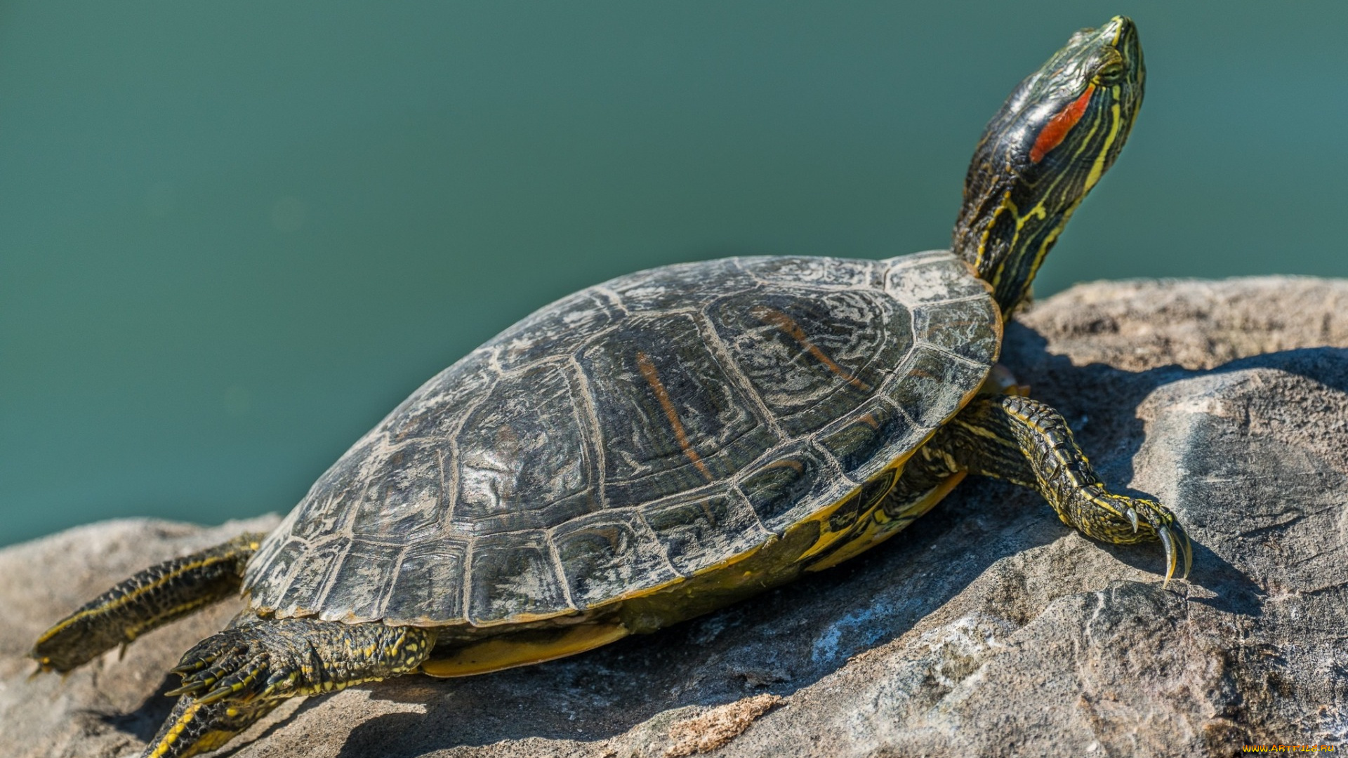 Черепаха, животные, Черепахи, дикая, природа, панцирь, озеро, черепаха
