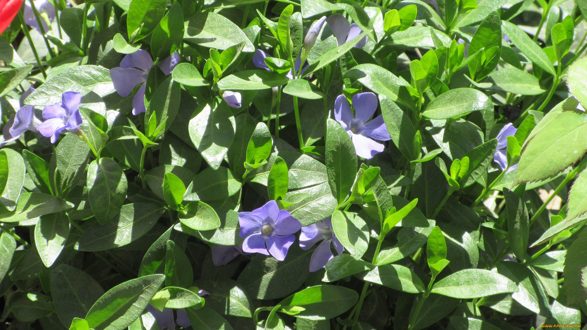 цветы, барвинок, апрель, весна, 2018