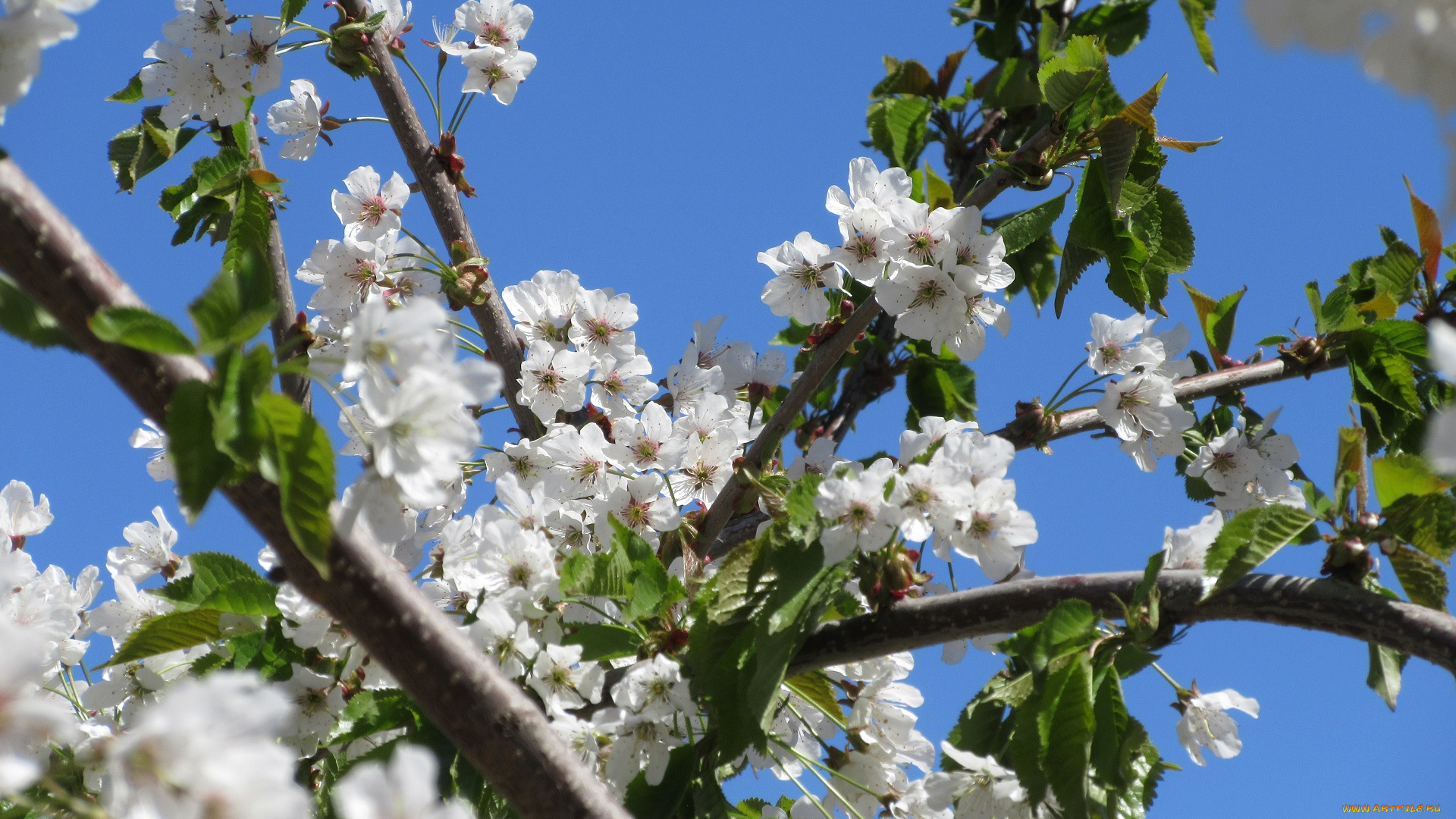 цветы, цветущие, деревья, , , кустарники, апрель, весна, 2018
