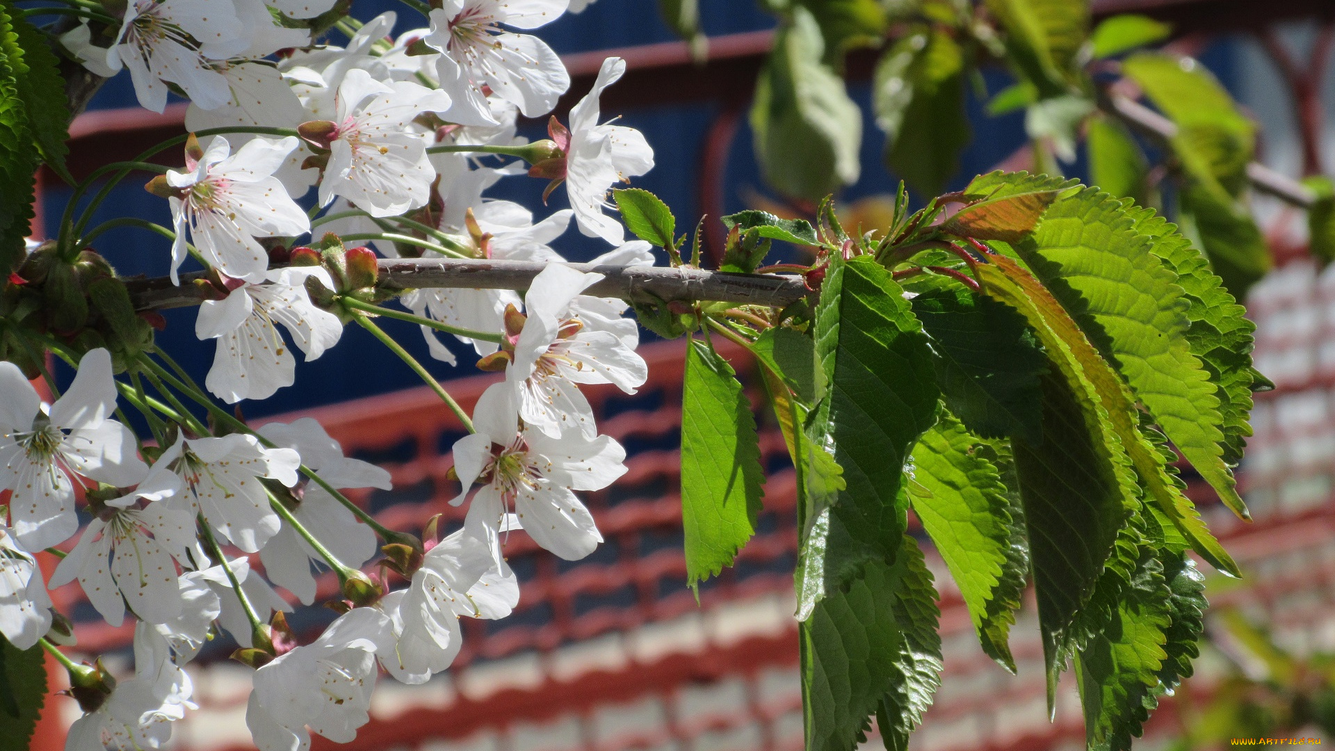 цветы, цветущие, деревья, , , кустарники, апрель, весна, 2018