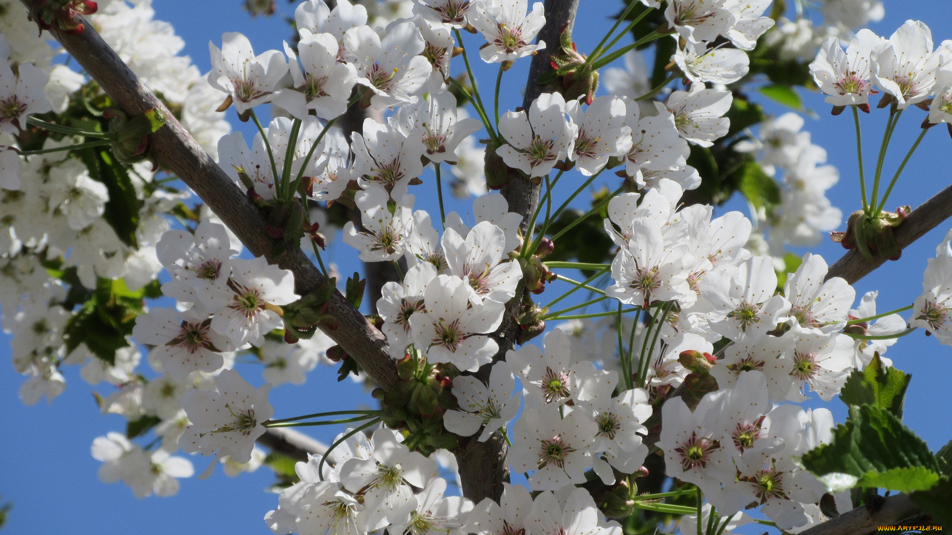 цветы, цветущие, деревья, , , кустарники, апрель, весна, 2018