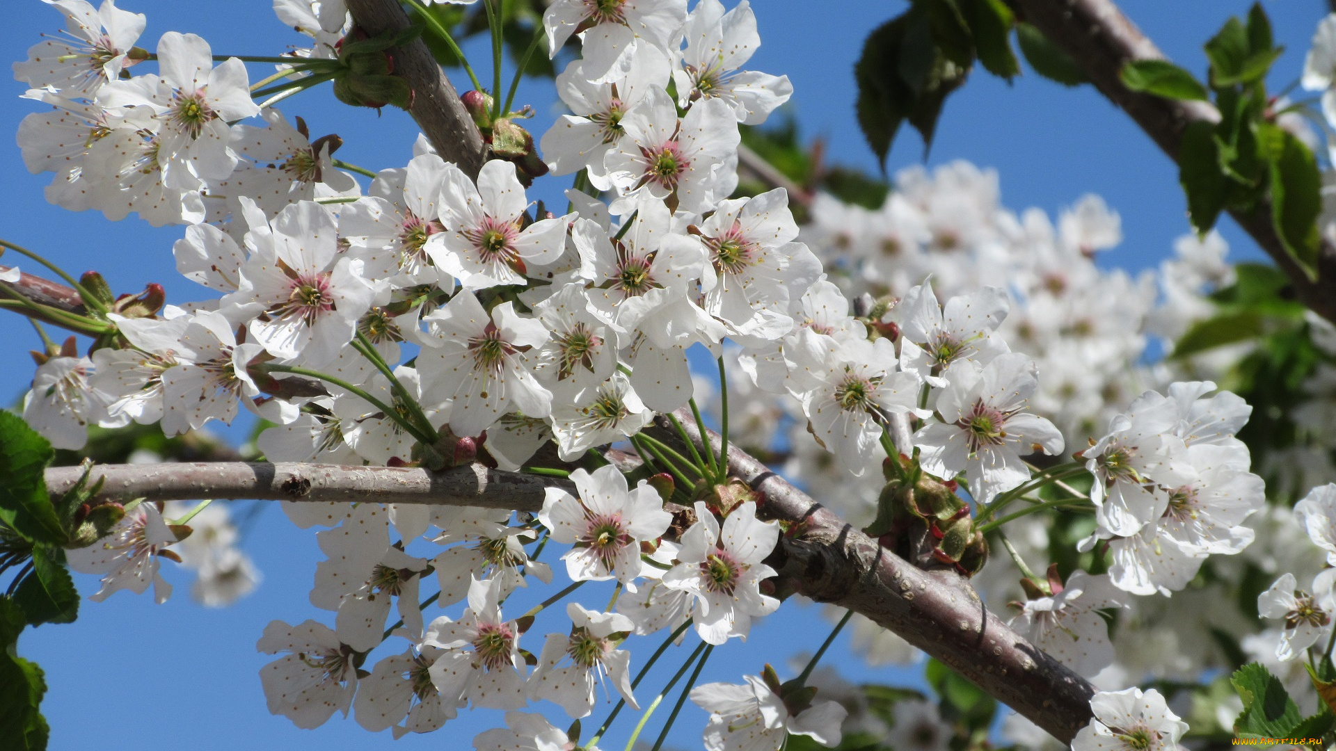 цветы, цветущие, деревья, , , кустарники, апрель, весна, 2018