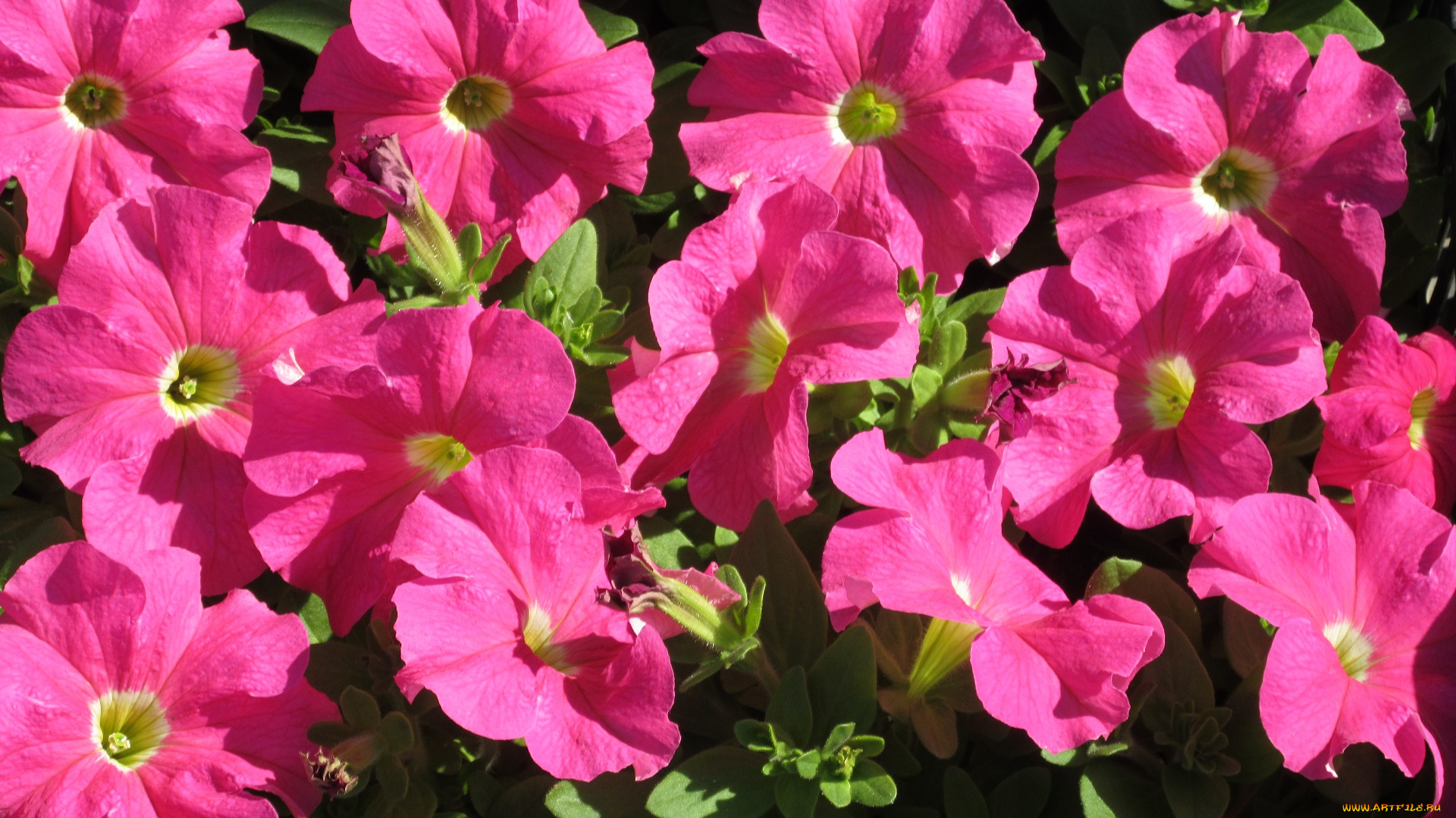 цветы, петунии, , калибрахоа, весна, 2018