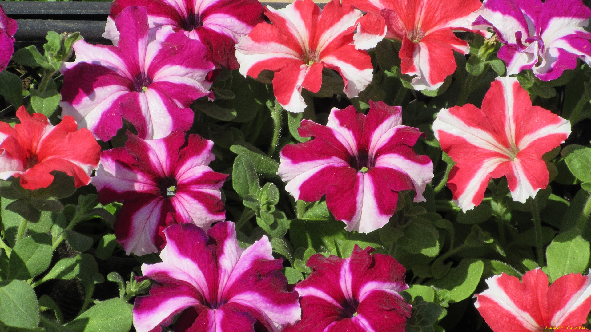 цветы, петунии, , калибрахоа, весна, 2018