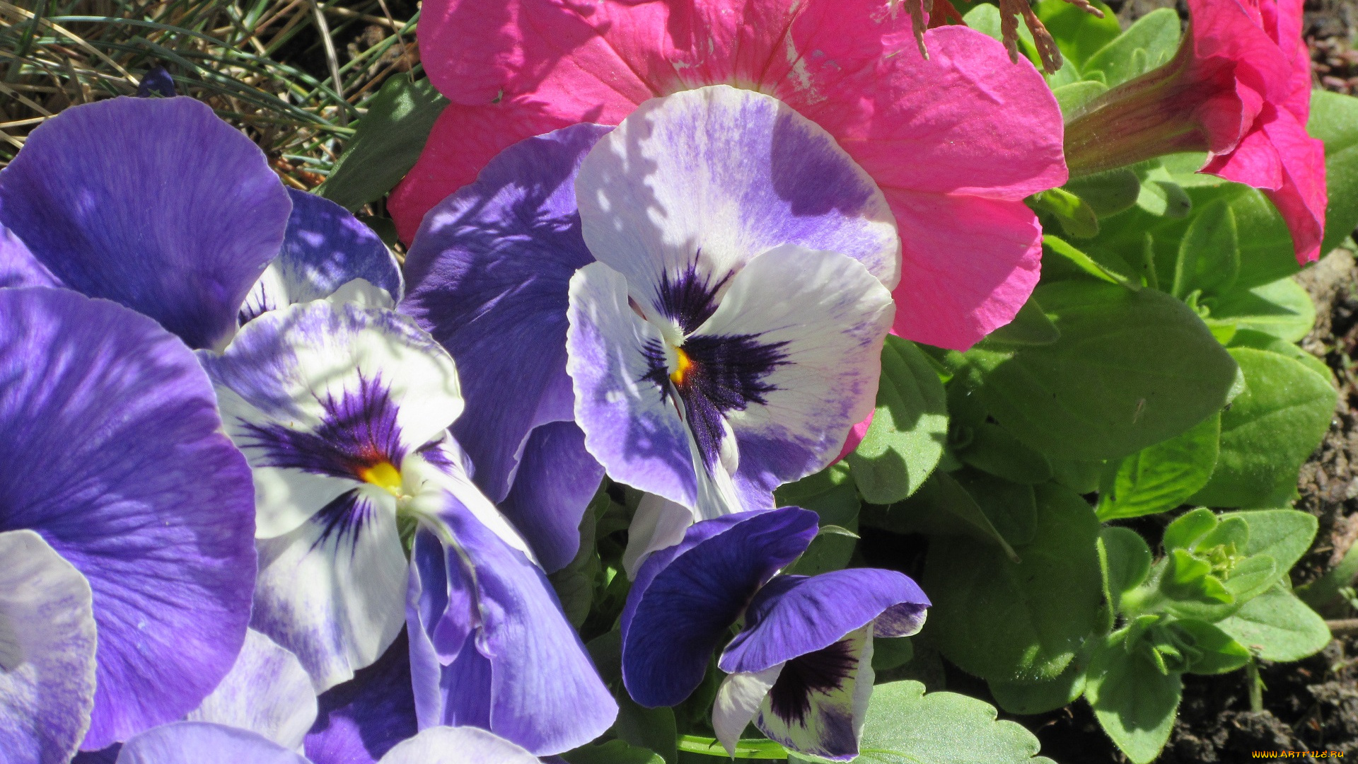 цветы, разные, вместе, апрель, весна, 2018