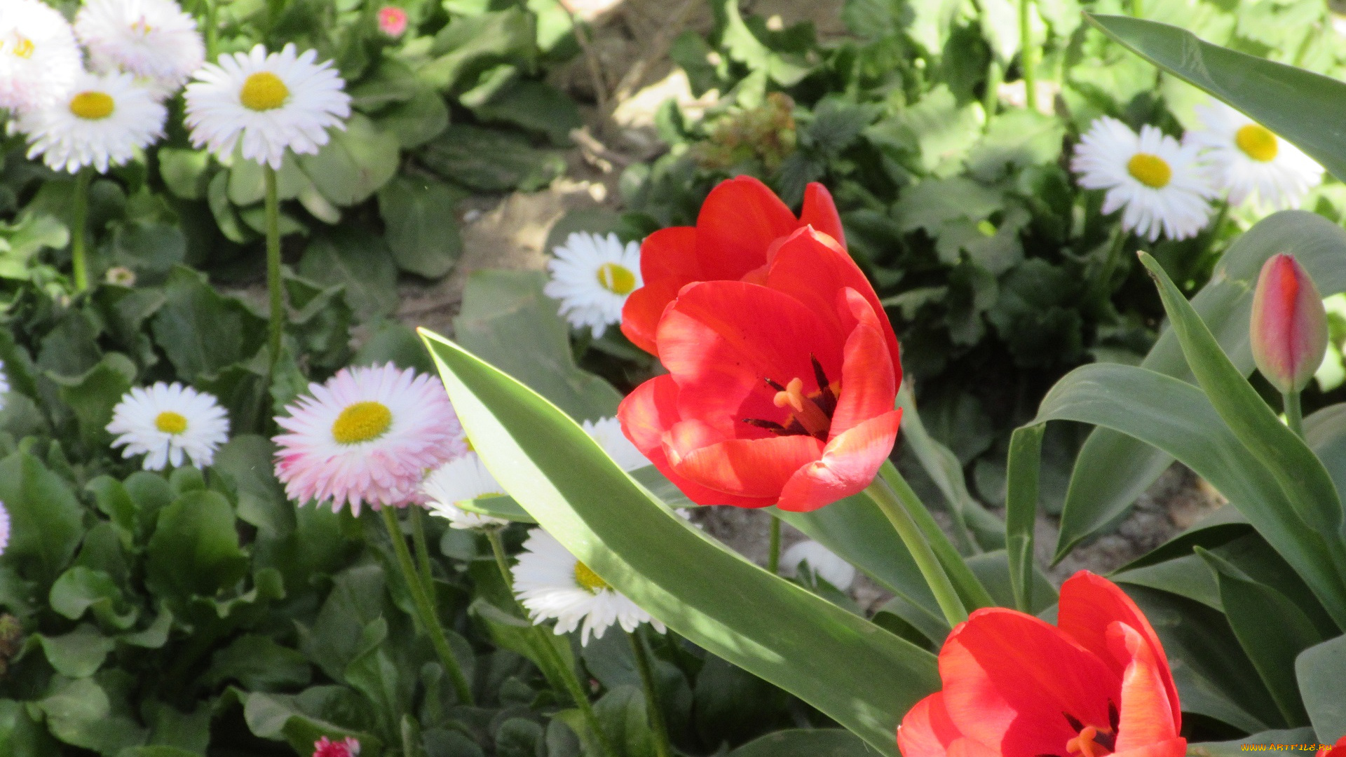 цветы, разные, вместе, весна, 2018, апрель