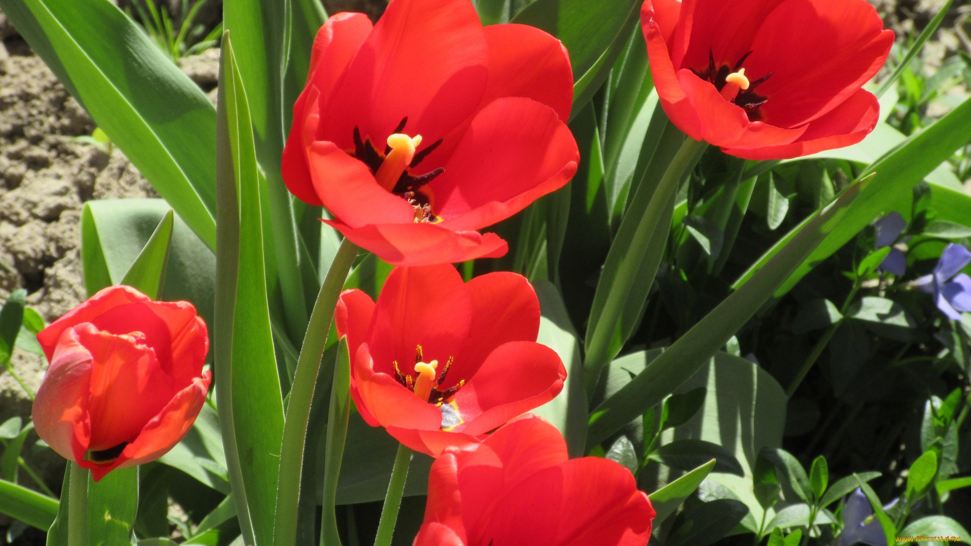 цветы, тюльпаны, апрель, весна, 2018