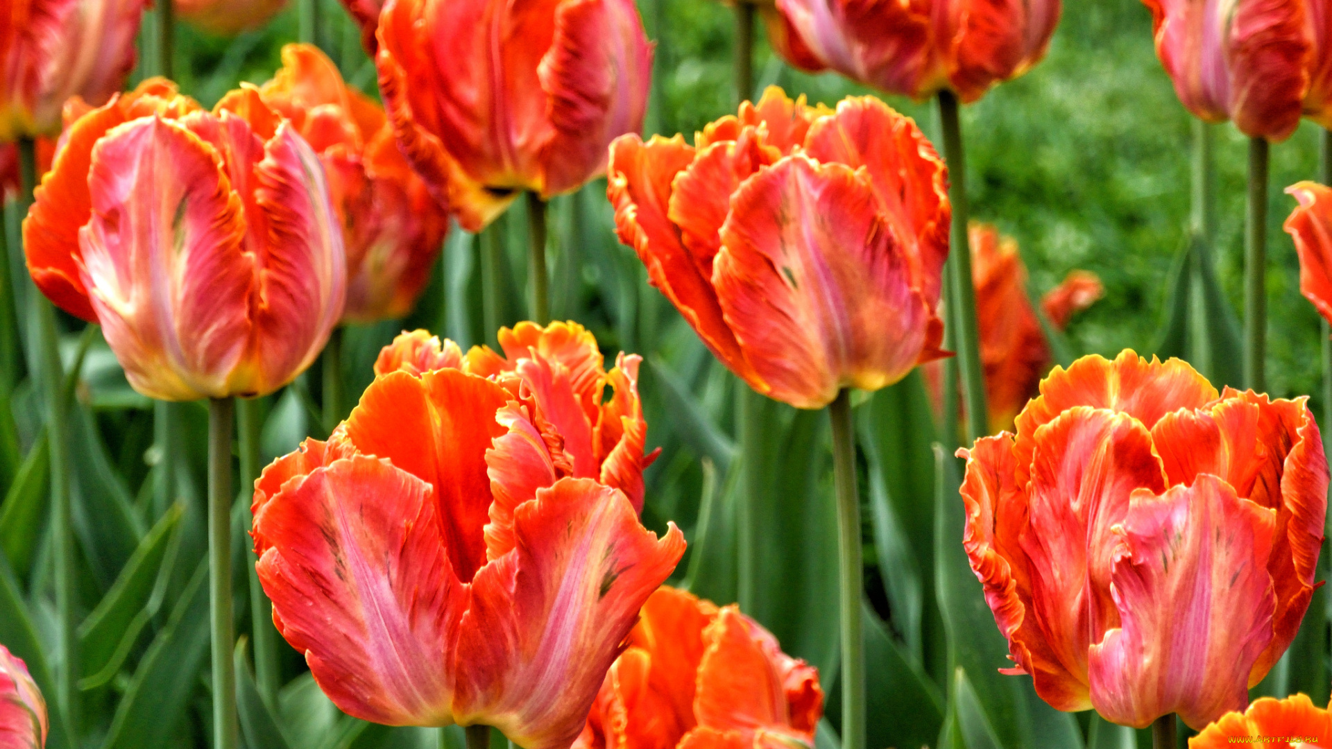 цветы, тюльпаны, поле, луг, лепестки