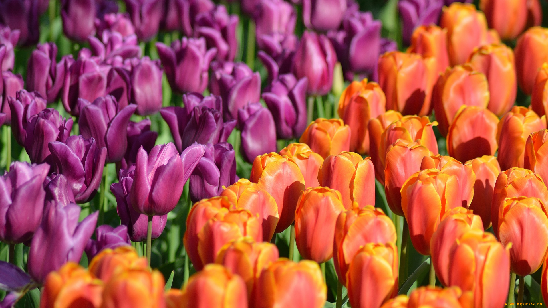 цветы, тюльпаны, синица, ветки, птица