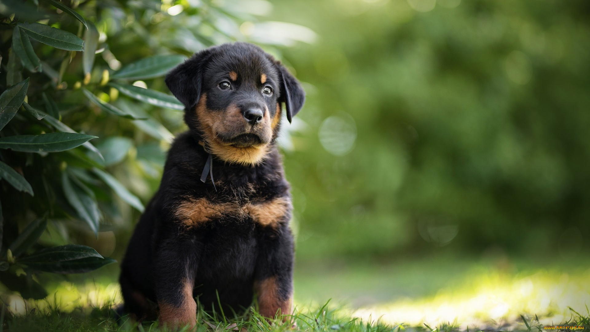 французская, овчарка, животные, собаки, черный, щенок, французская, овчарка, beauceron, зеленая, трава