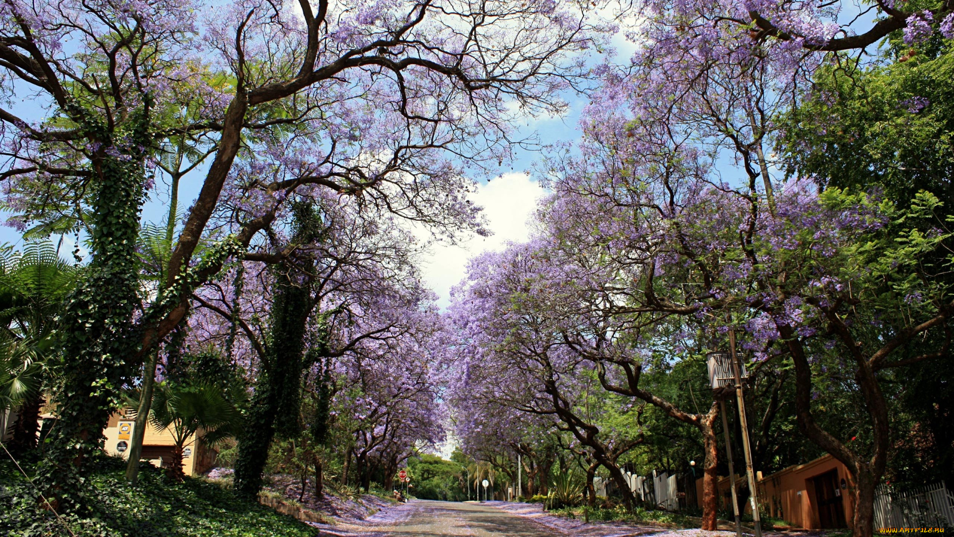 природа, дороги, весна