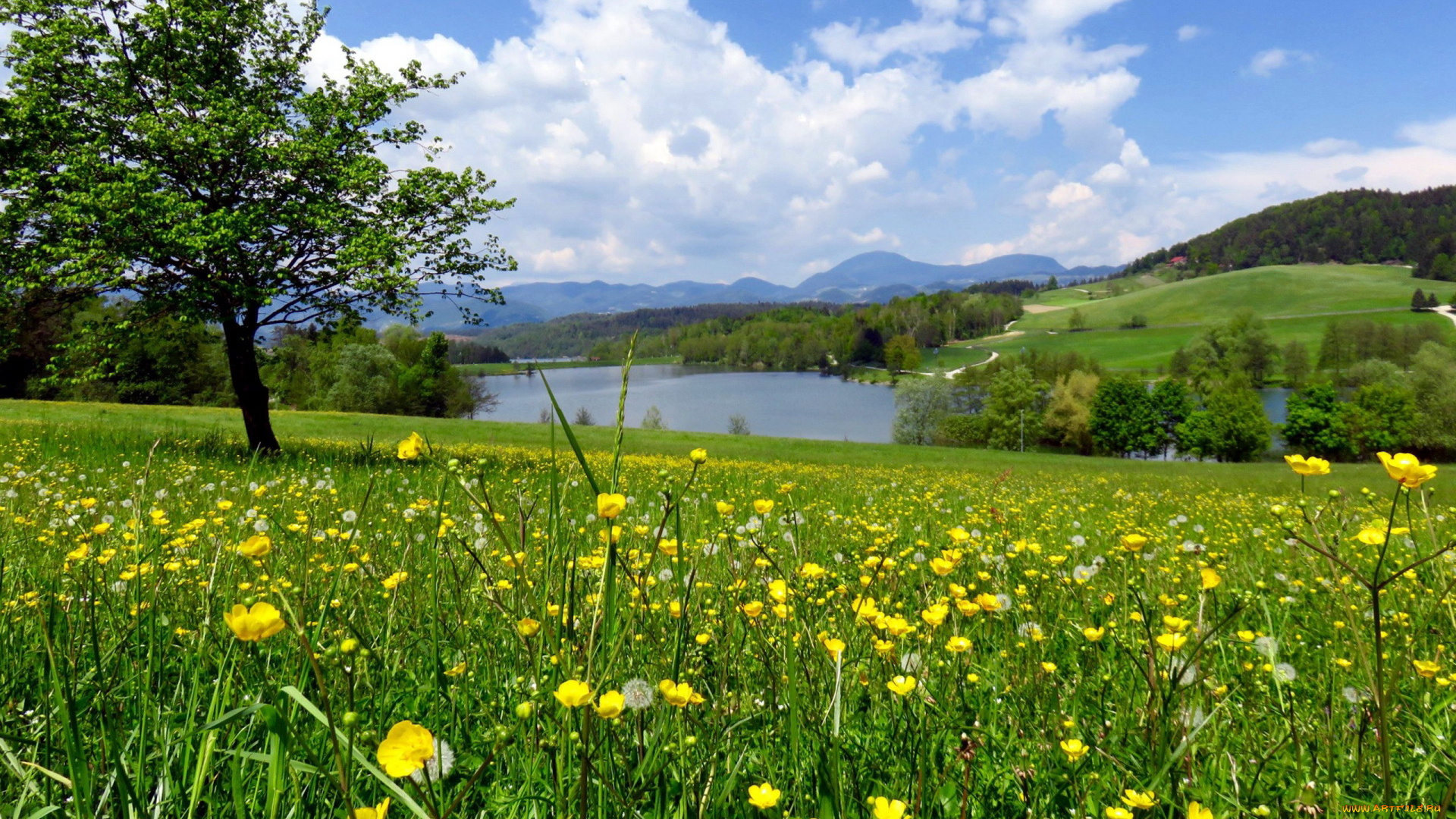 природа, луга, луг