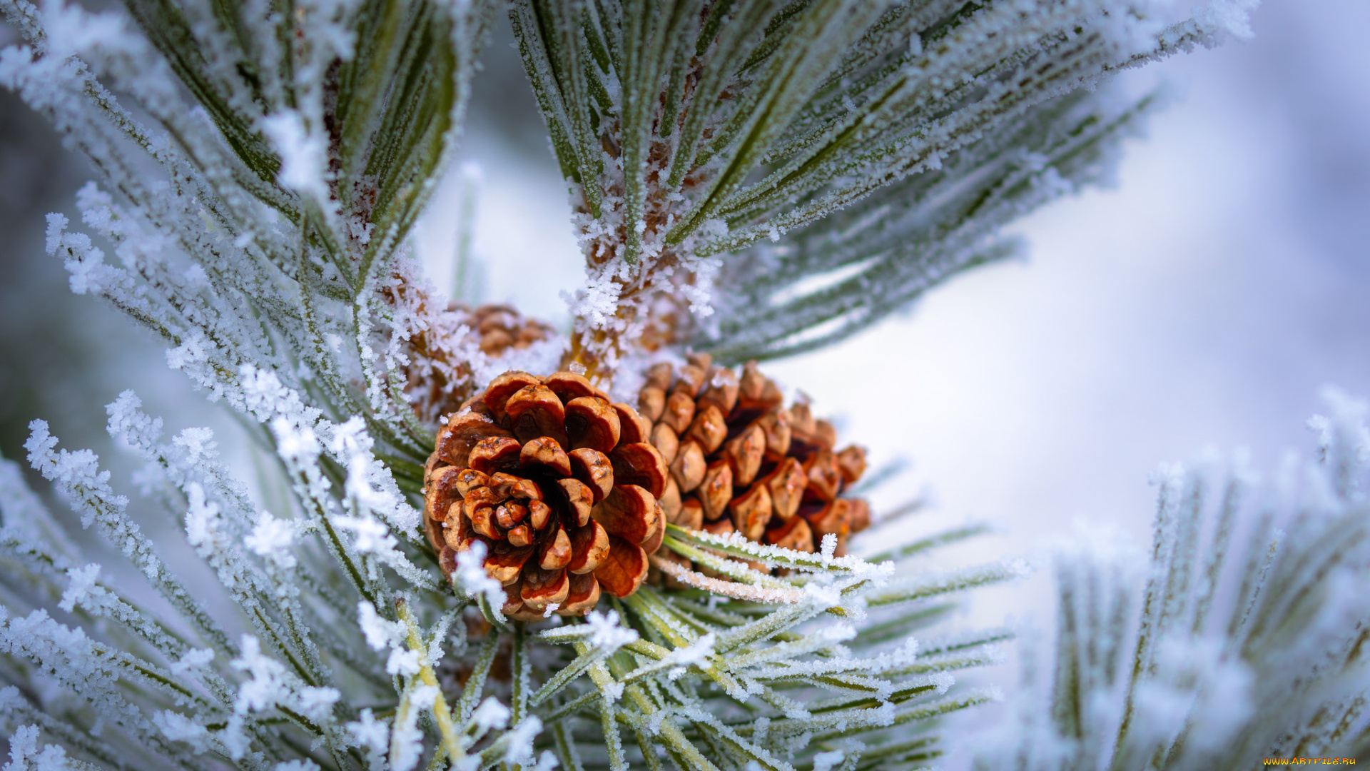 природа, шишки, , жёлуди, , каштаны, простор