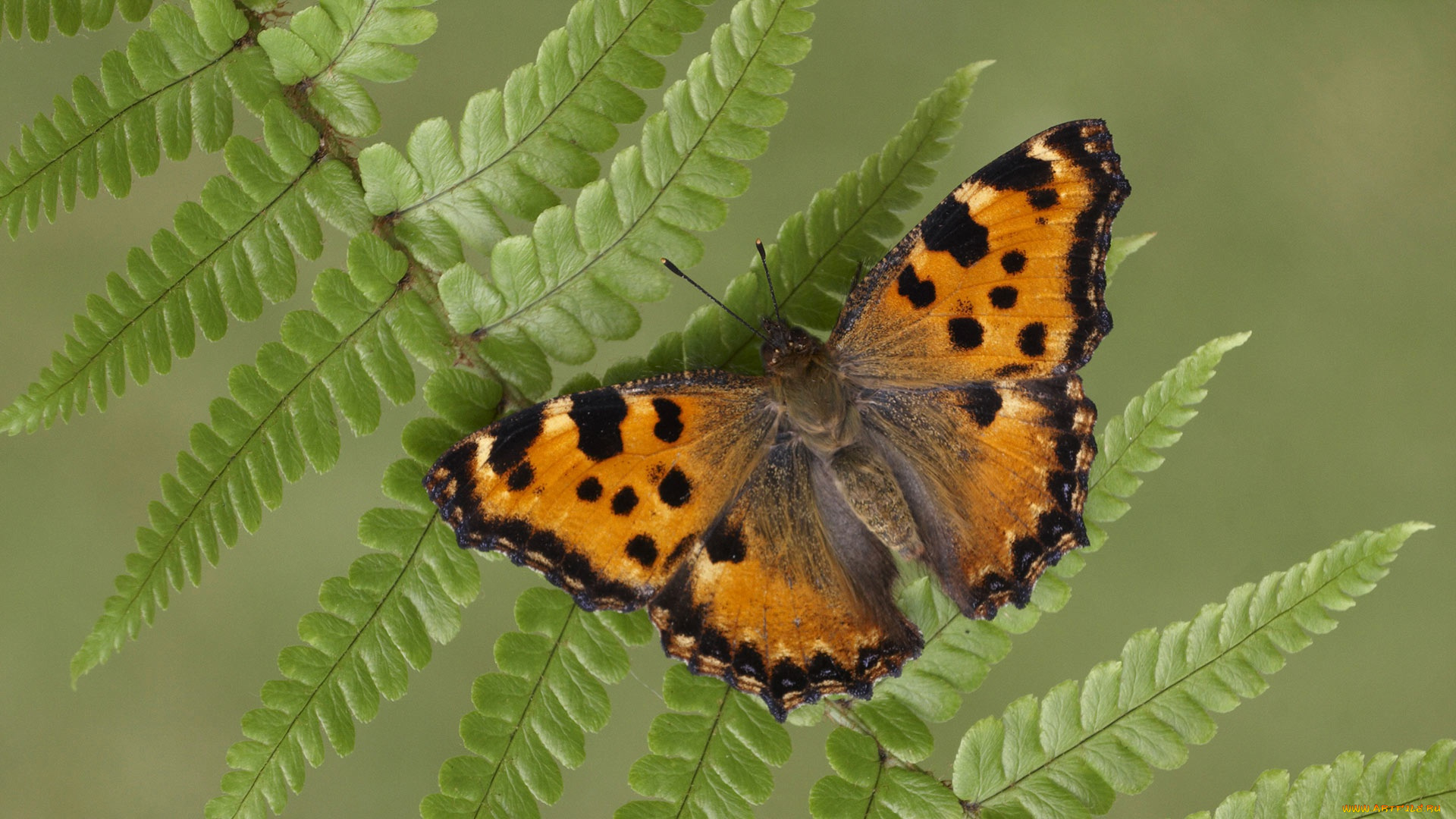 животные, бабочки, , мотыльки, , моли, насекомое, крылья, многоцветница, бабочка