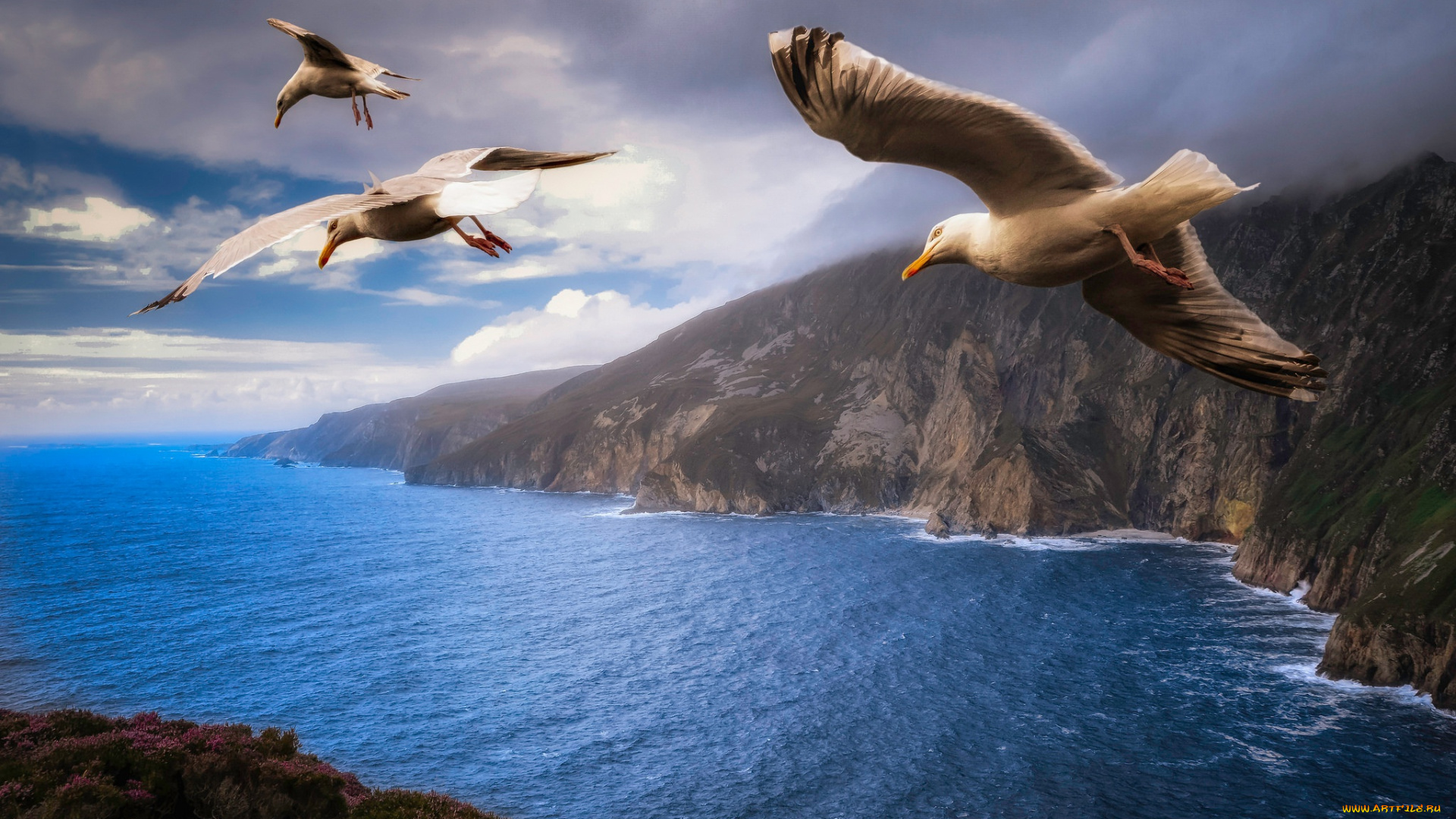 животные, Чайки, , бакланы, , крачки, джонатан, ливингстон, берега, полет, три, птицы, небо, пейзаж, облака, чайки, тучи, крылья, природа, море, летят, скалы