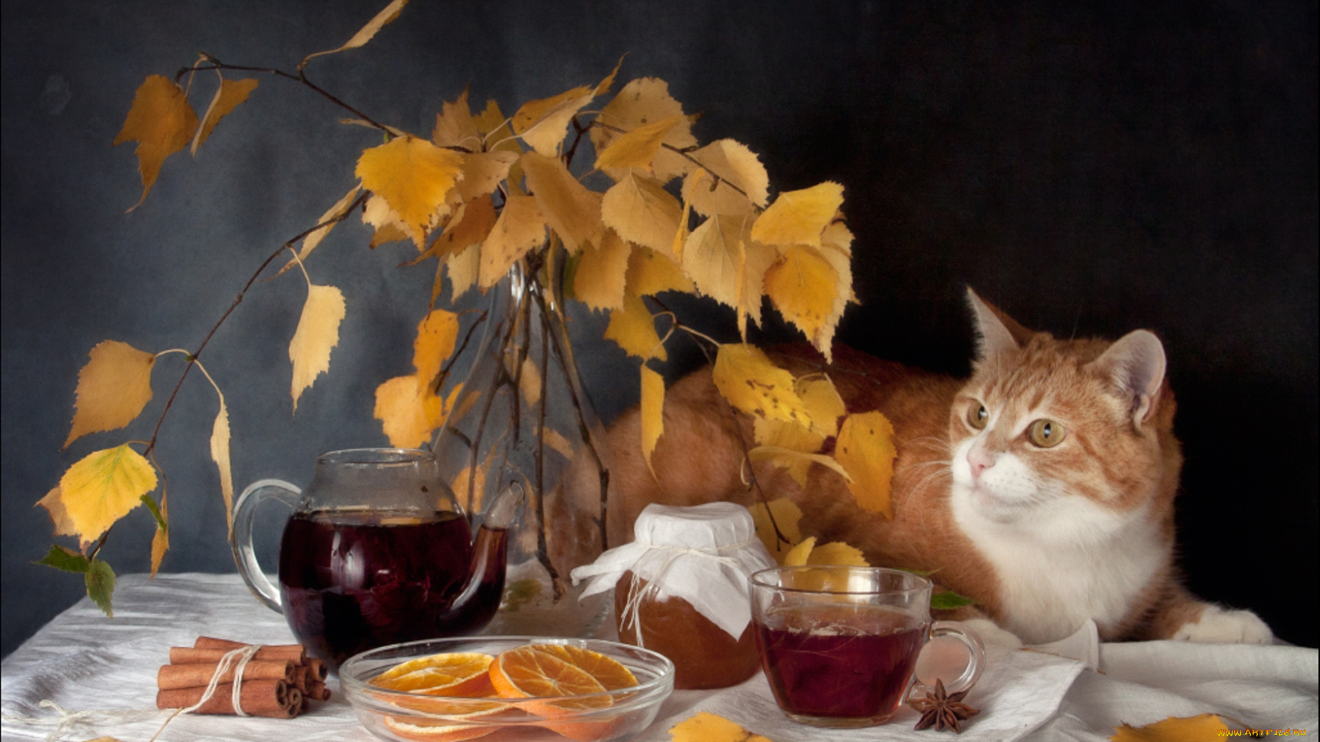 животные, коты, кошка