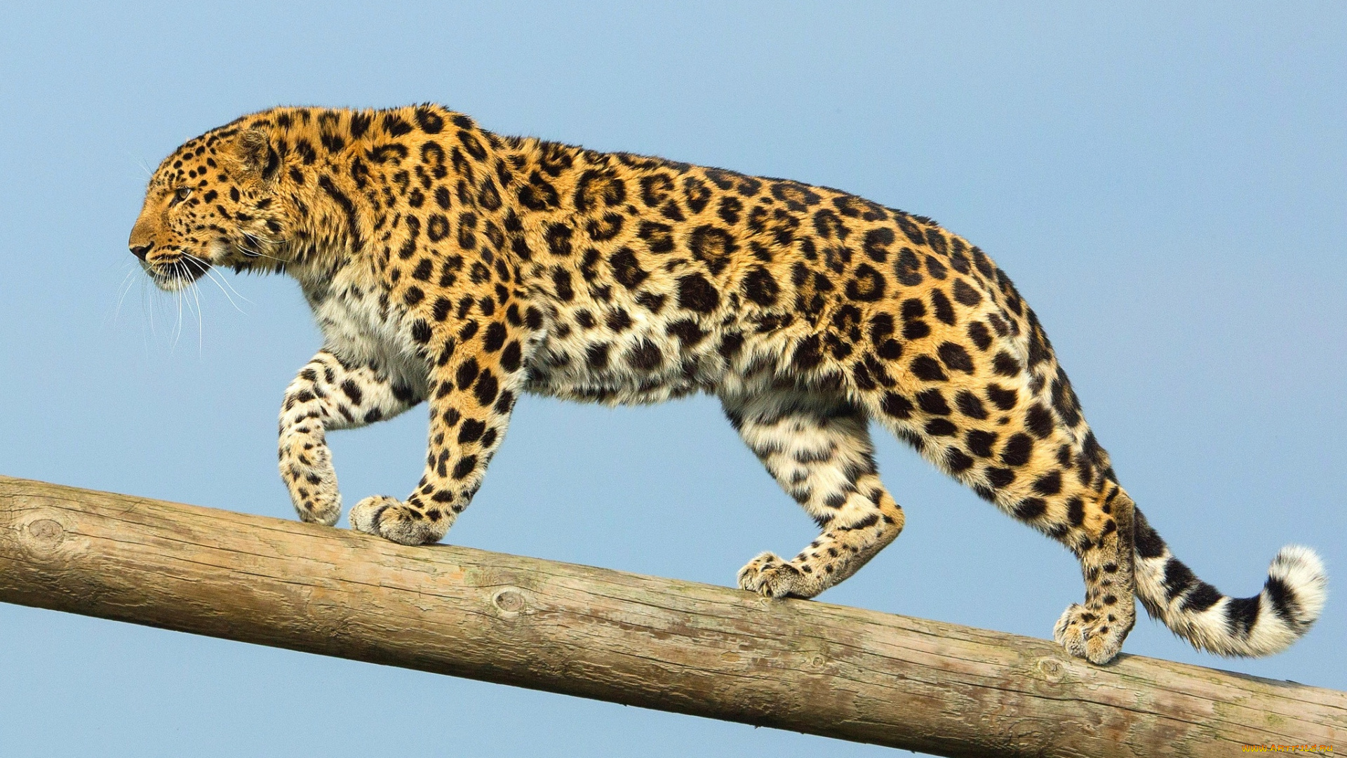 животные, леопарды, хищник, дальневосточный, леопард, амурский