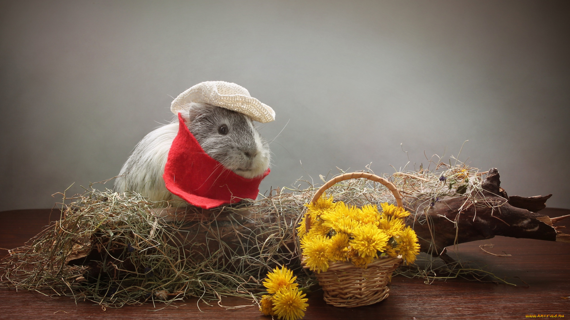 животные, морские, свинки, , хомяки, морская, свинка