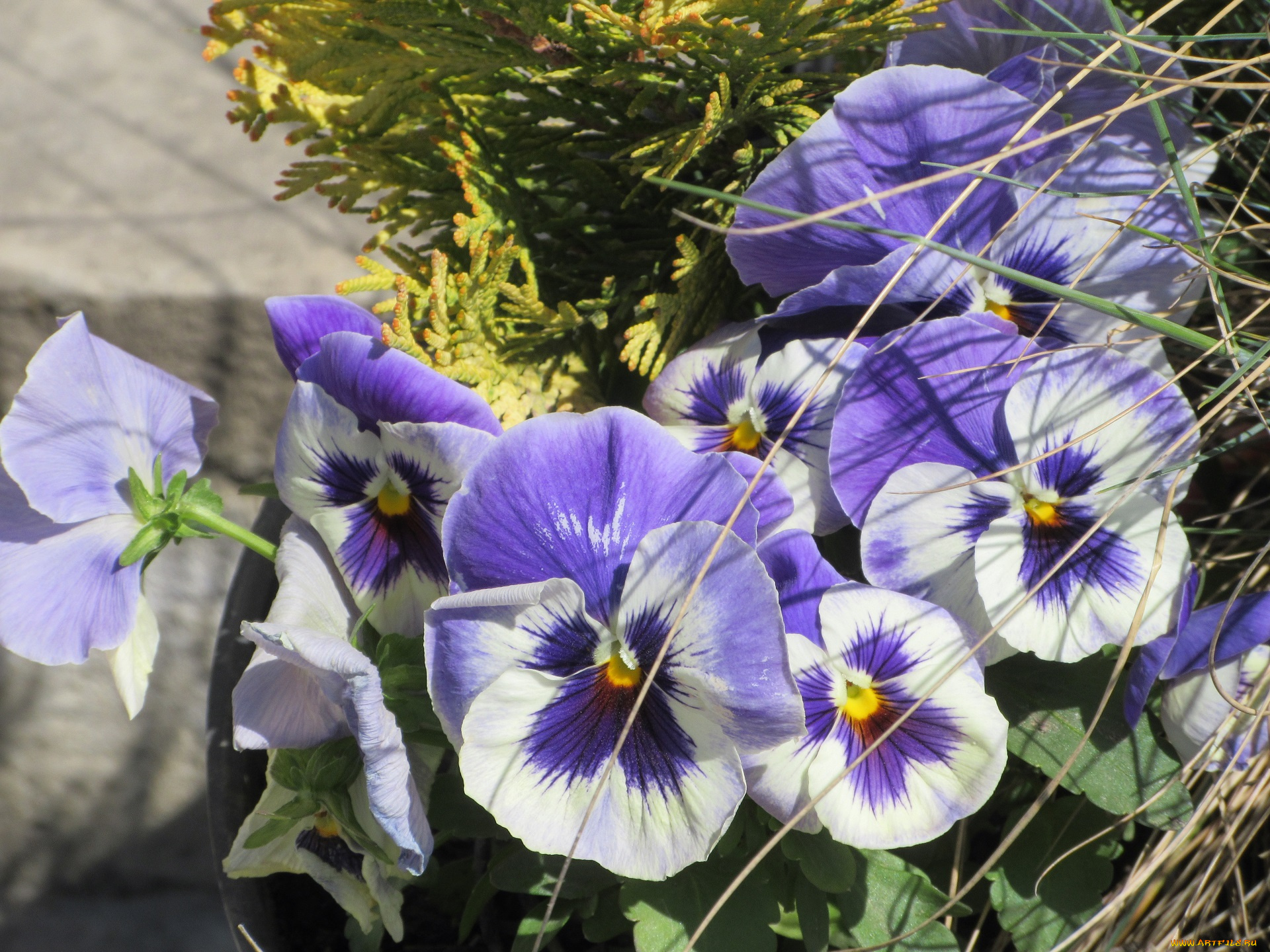 цветы, анютины, глазки, , садовые, фиалки, апрель, весна, 2018