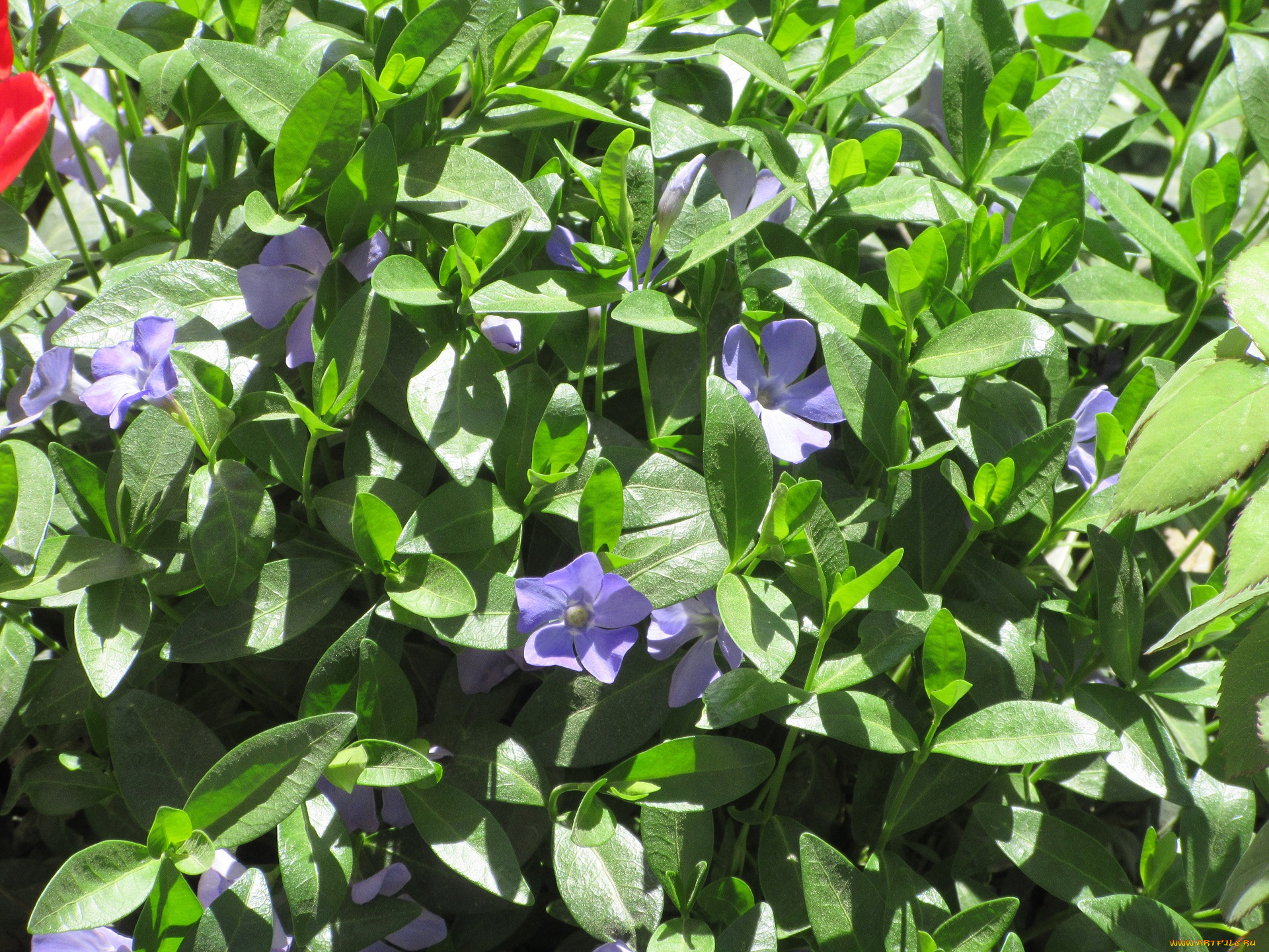 цветы, барвинок, апрель, весна, 2018