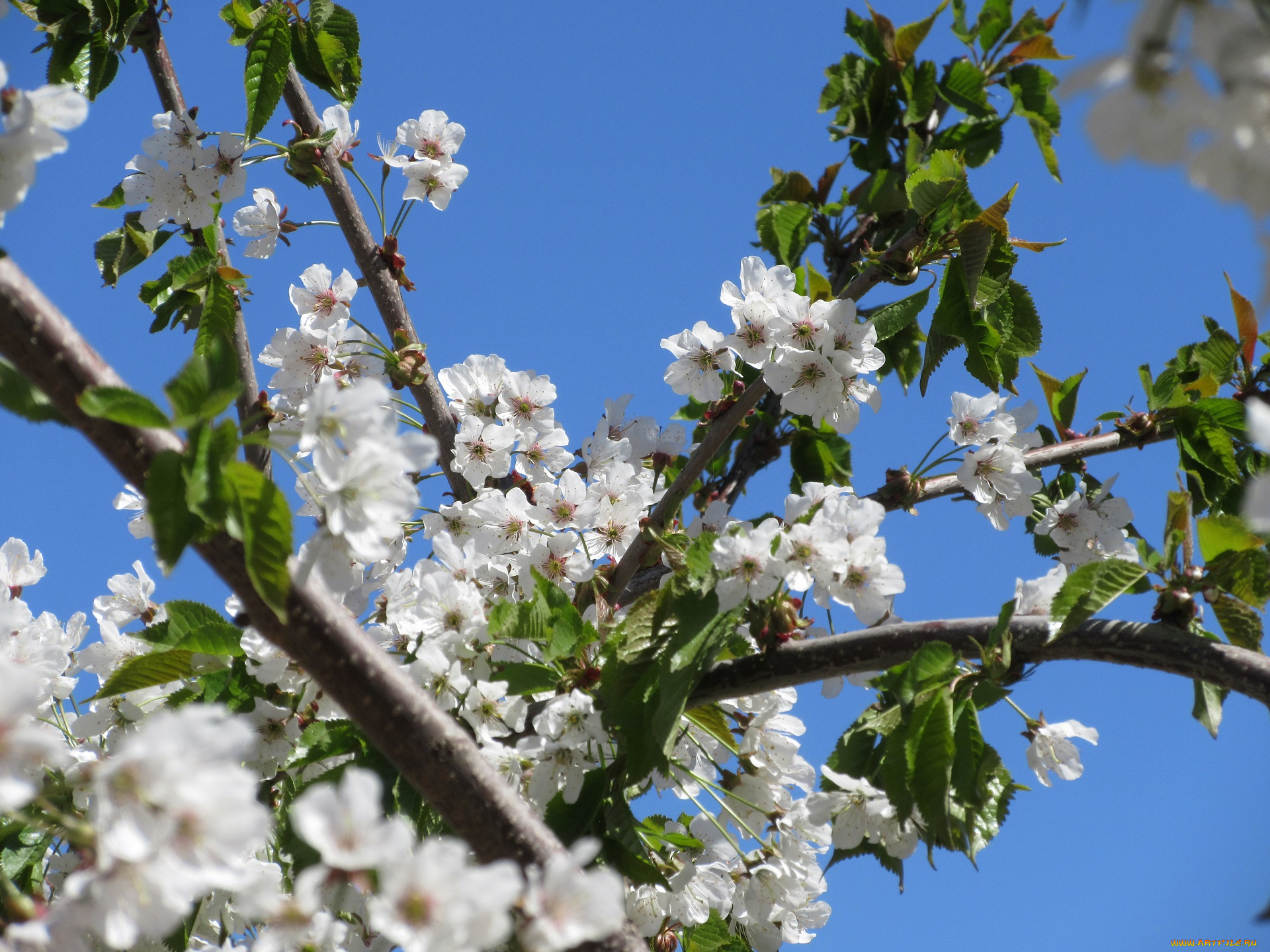 цветы, цветущие, деревья, , , кустарники, апрель, весна, 2018