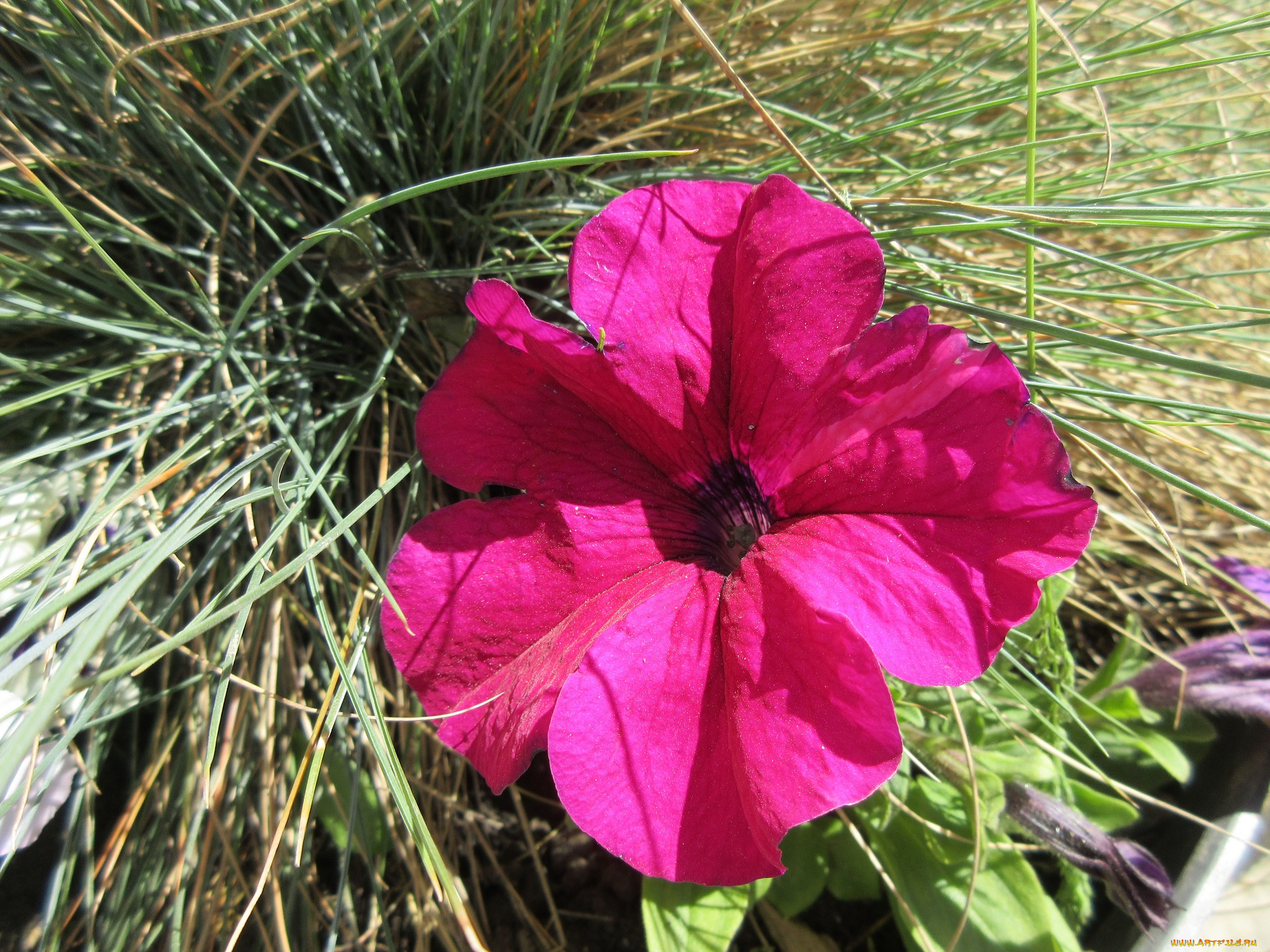 цветы, петунии, , калибрахоа, апрель, весна, 2018