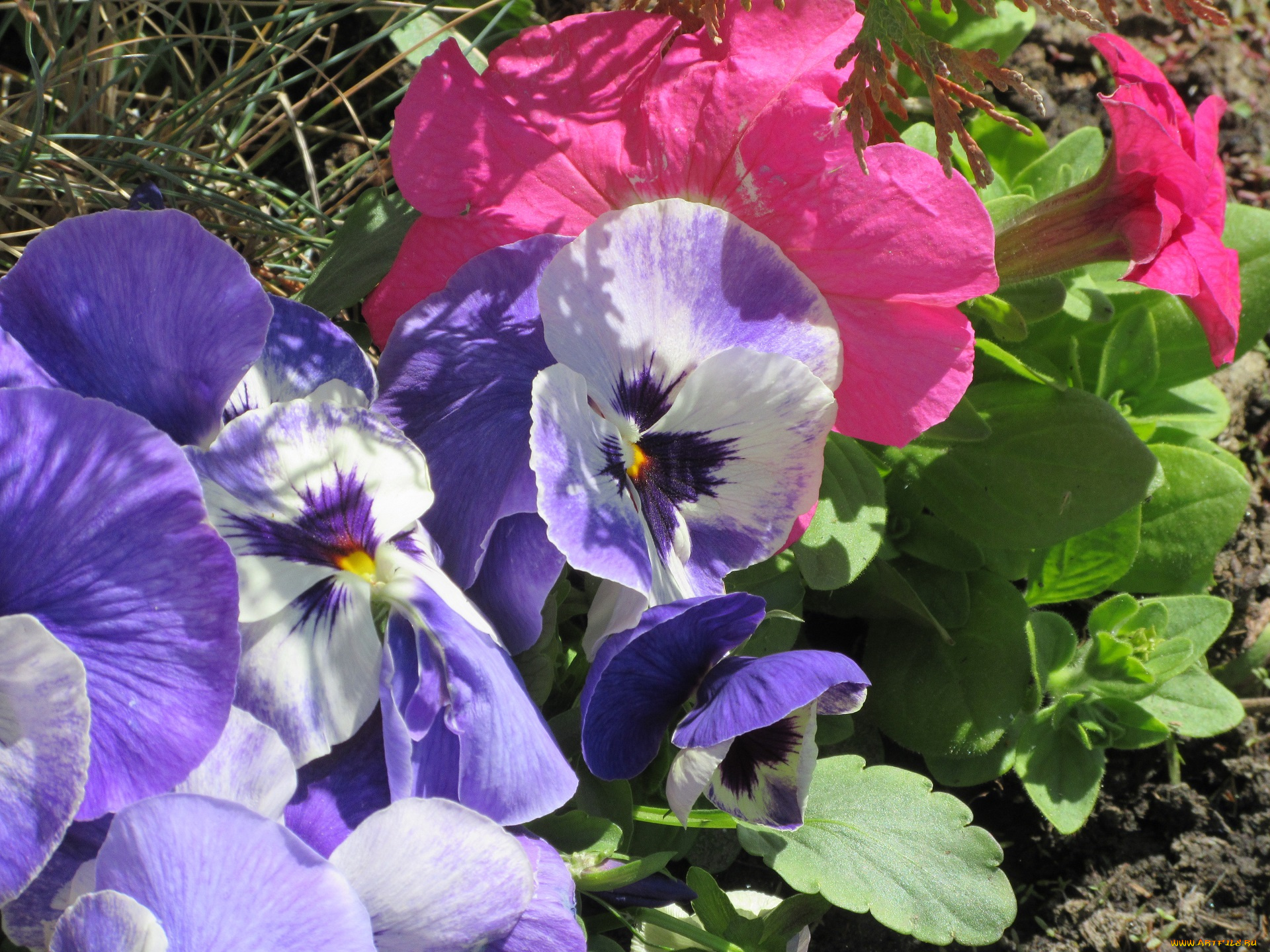 цветы, разные, вместе, апрель, весна, 2018