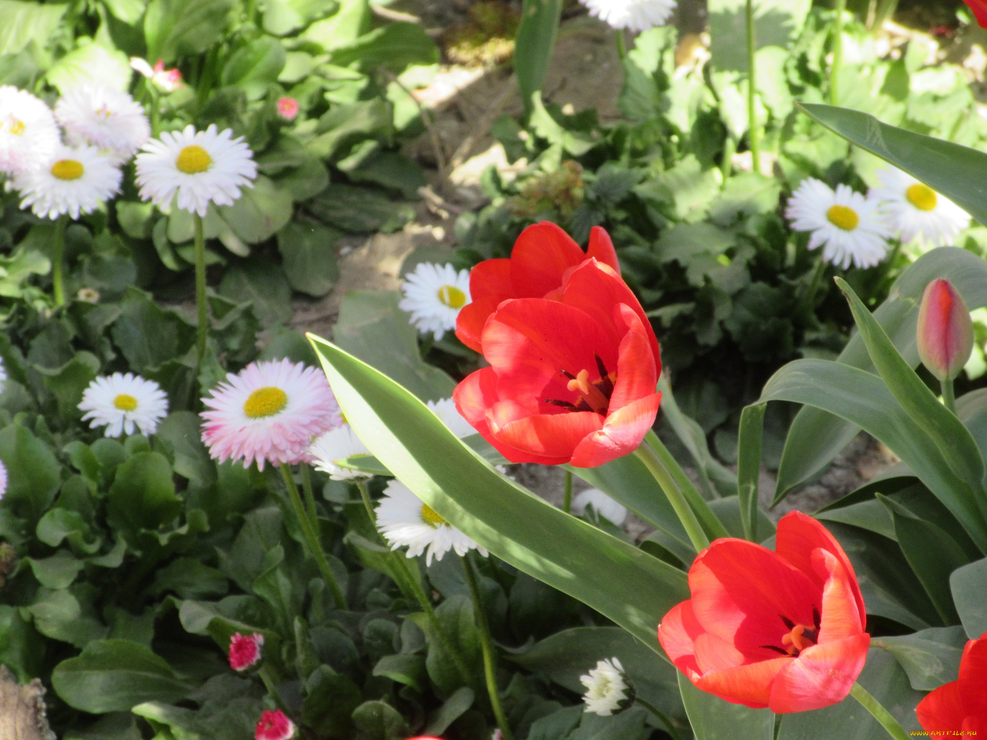 цветы, разные, вместе, весна, 2018, апрель