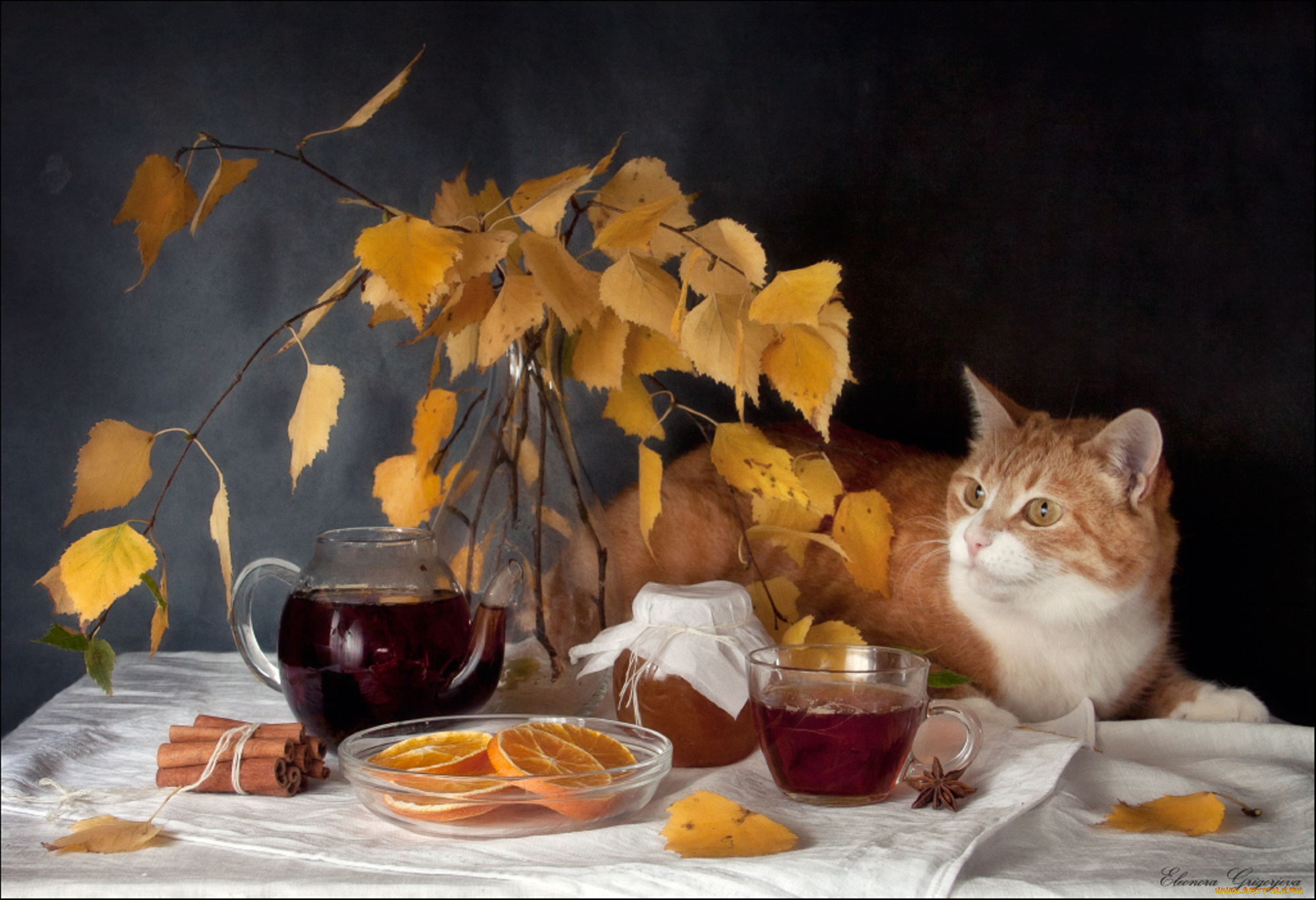 животные, коты, кошка